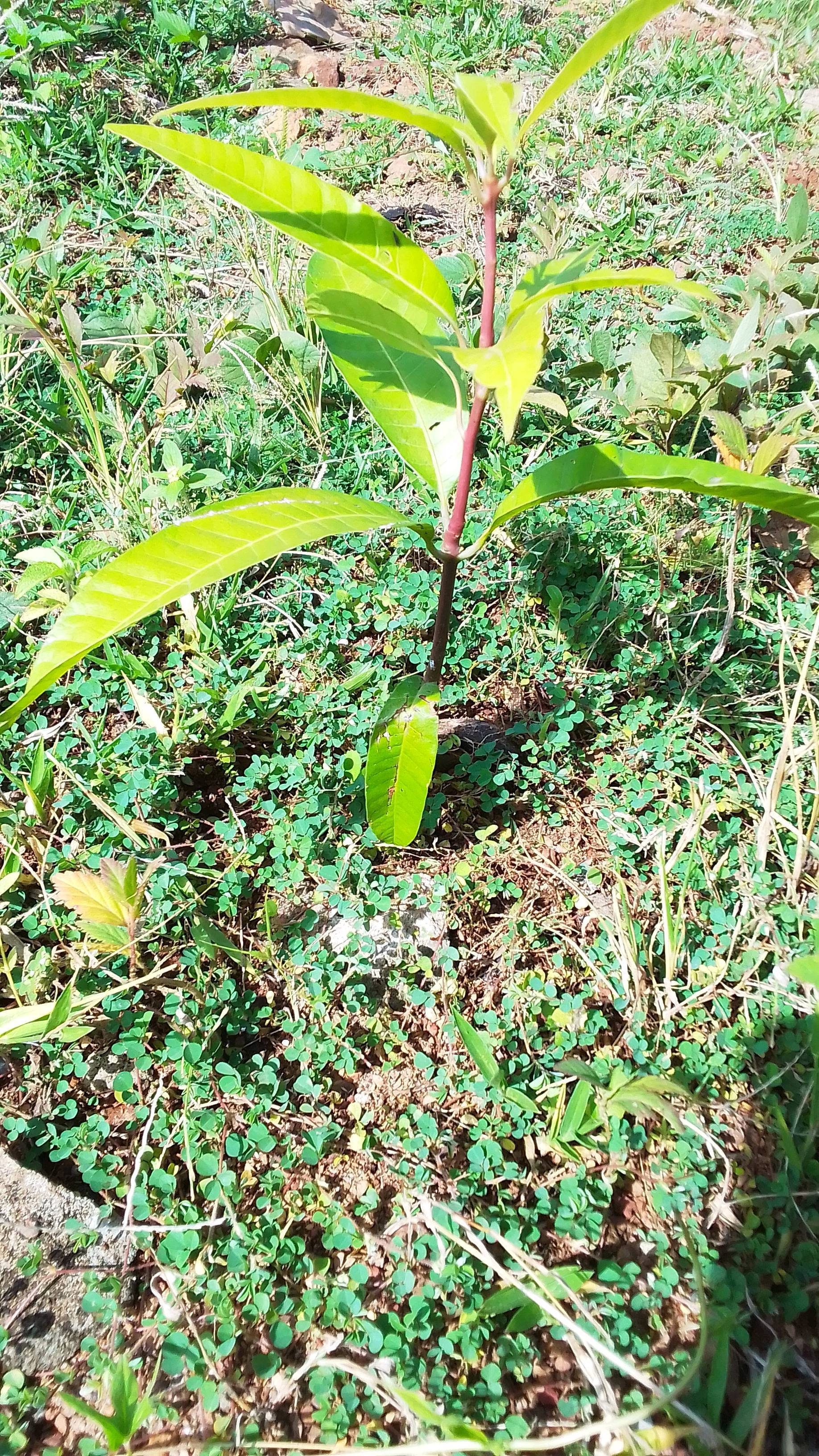 tree