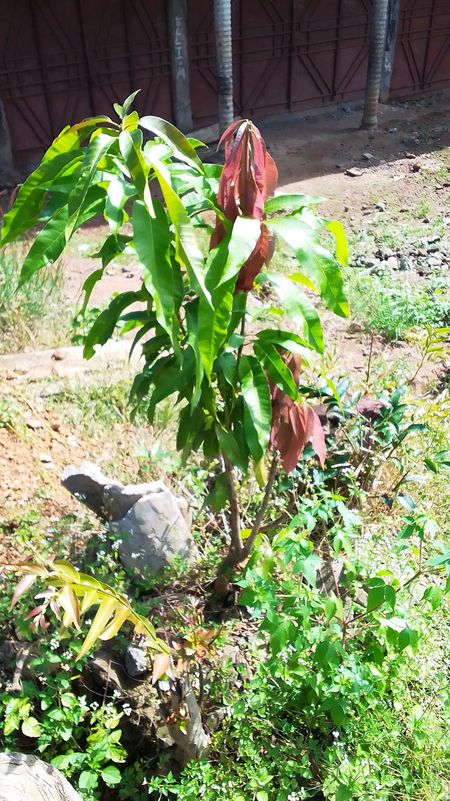 tree