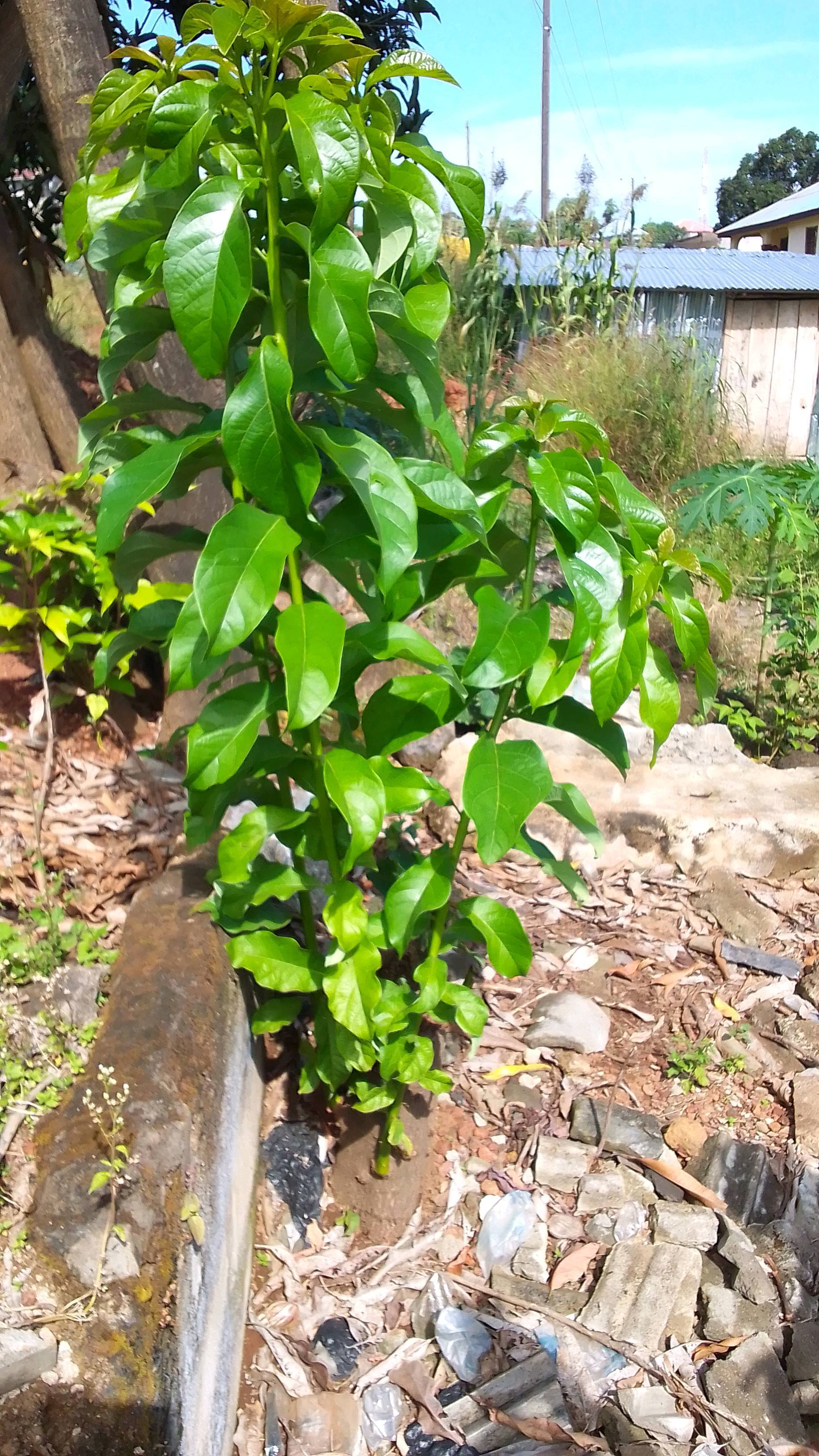 tree