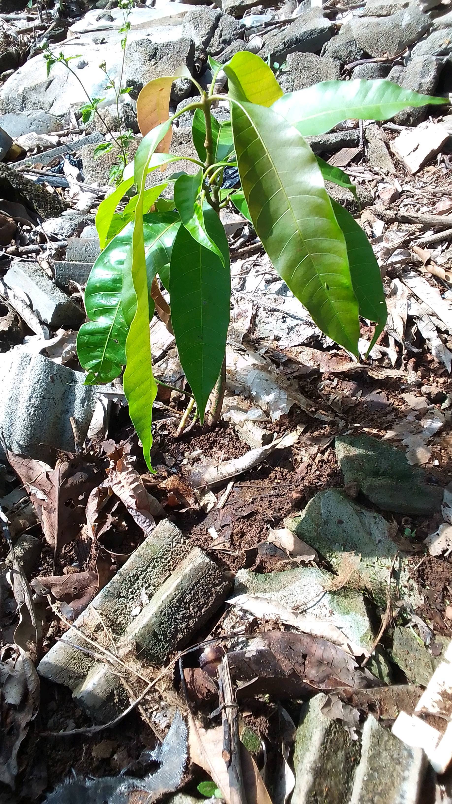 tree
