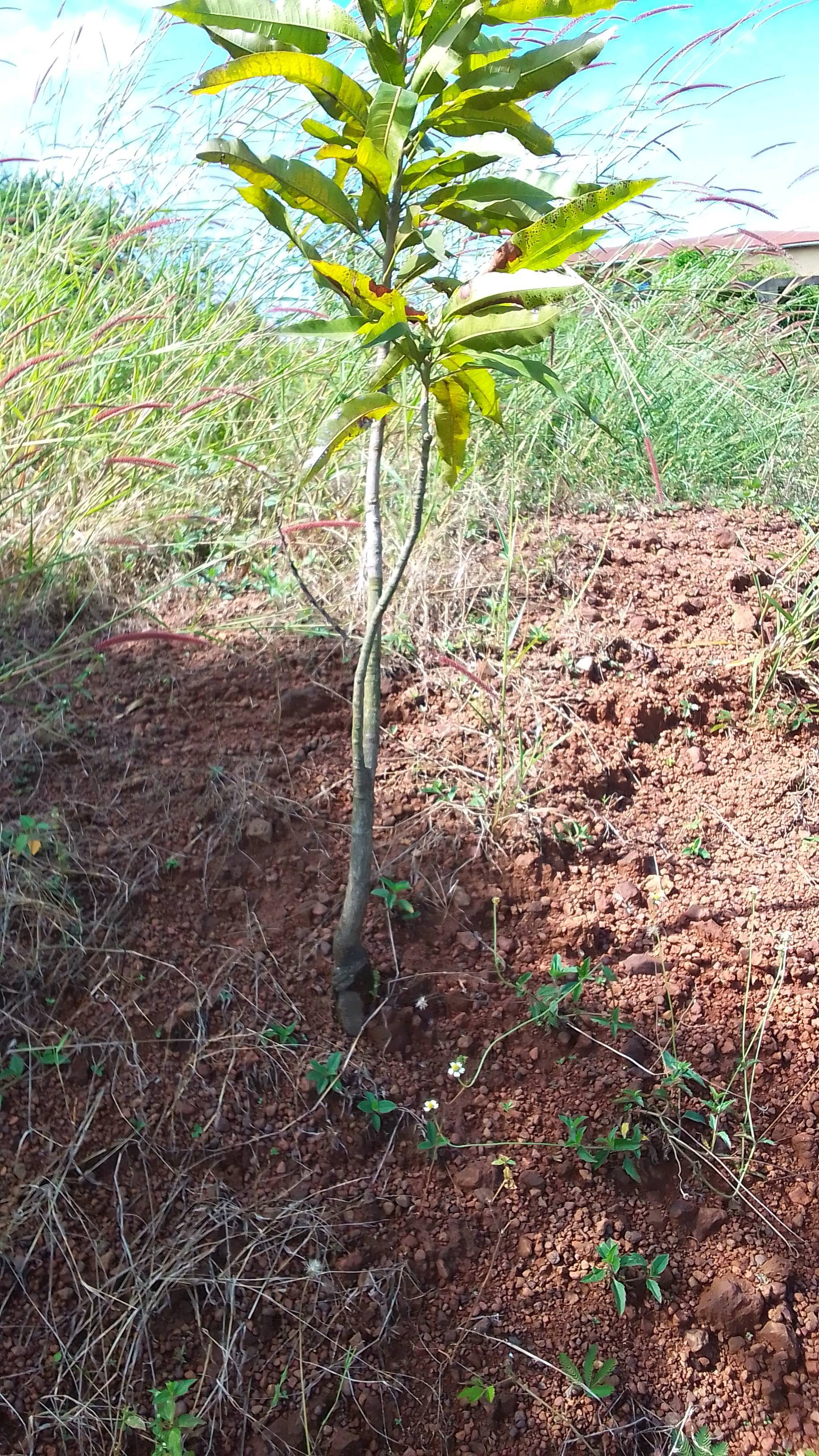 tree