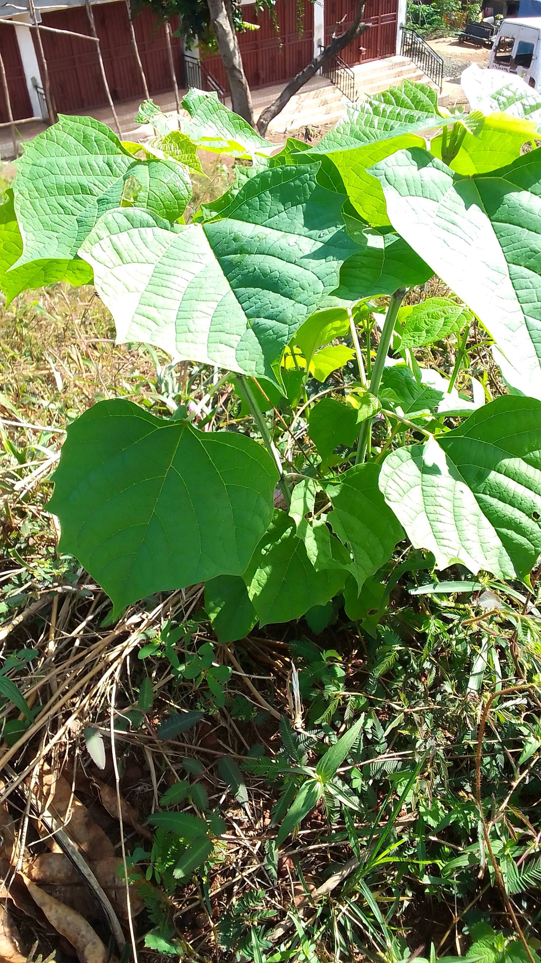tree