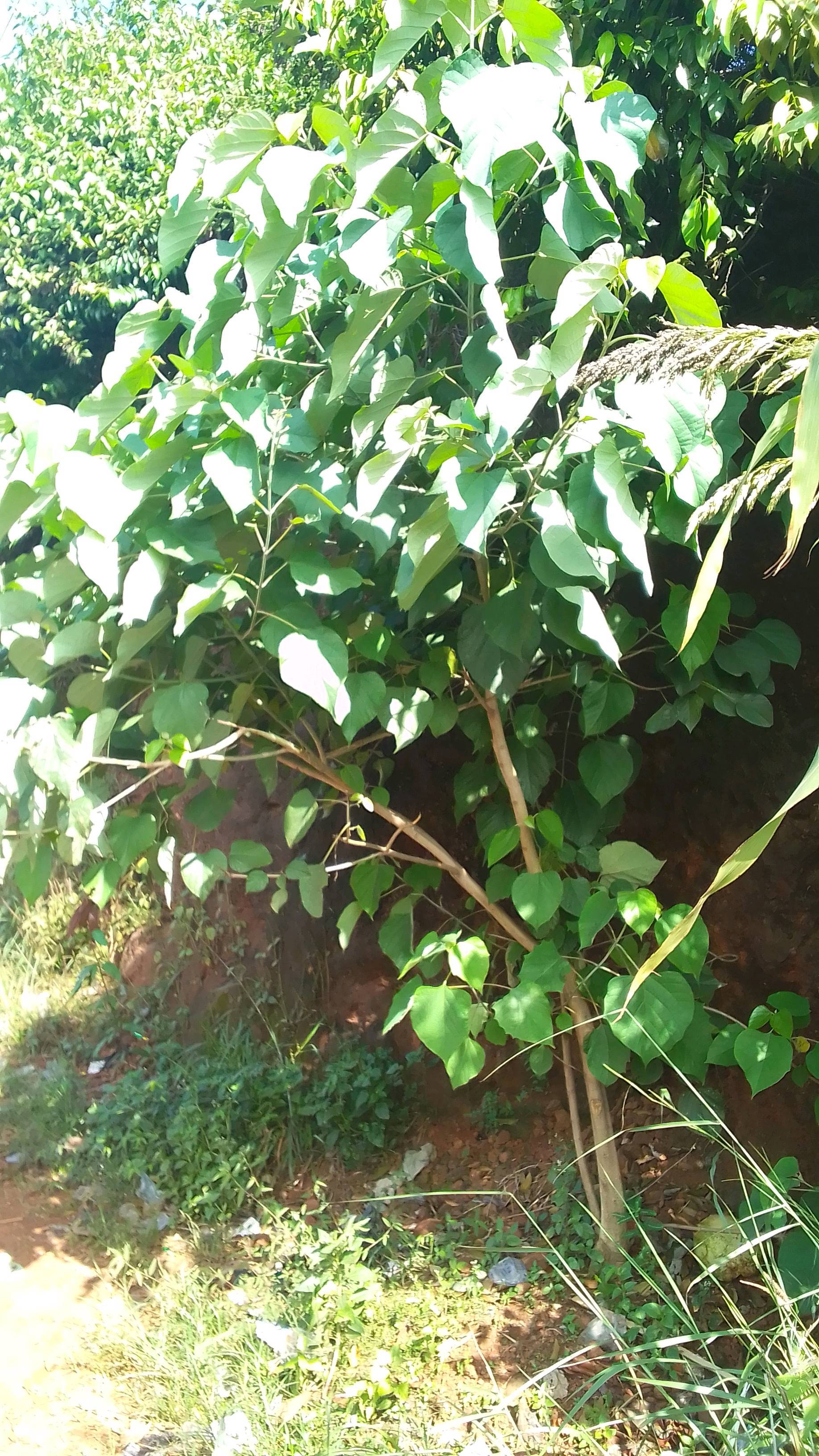 tree