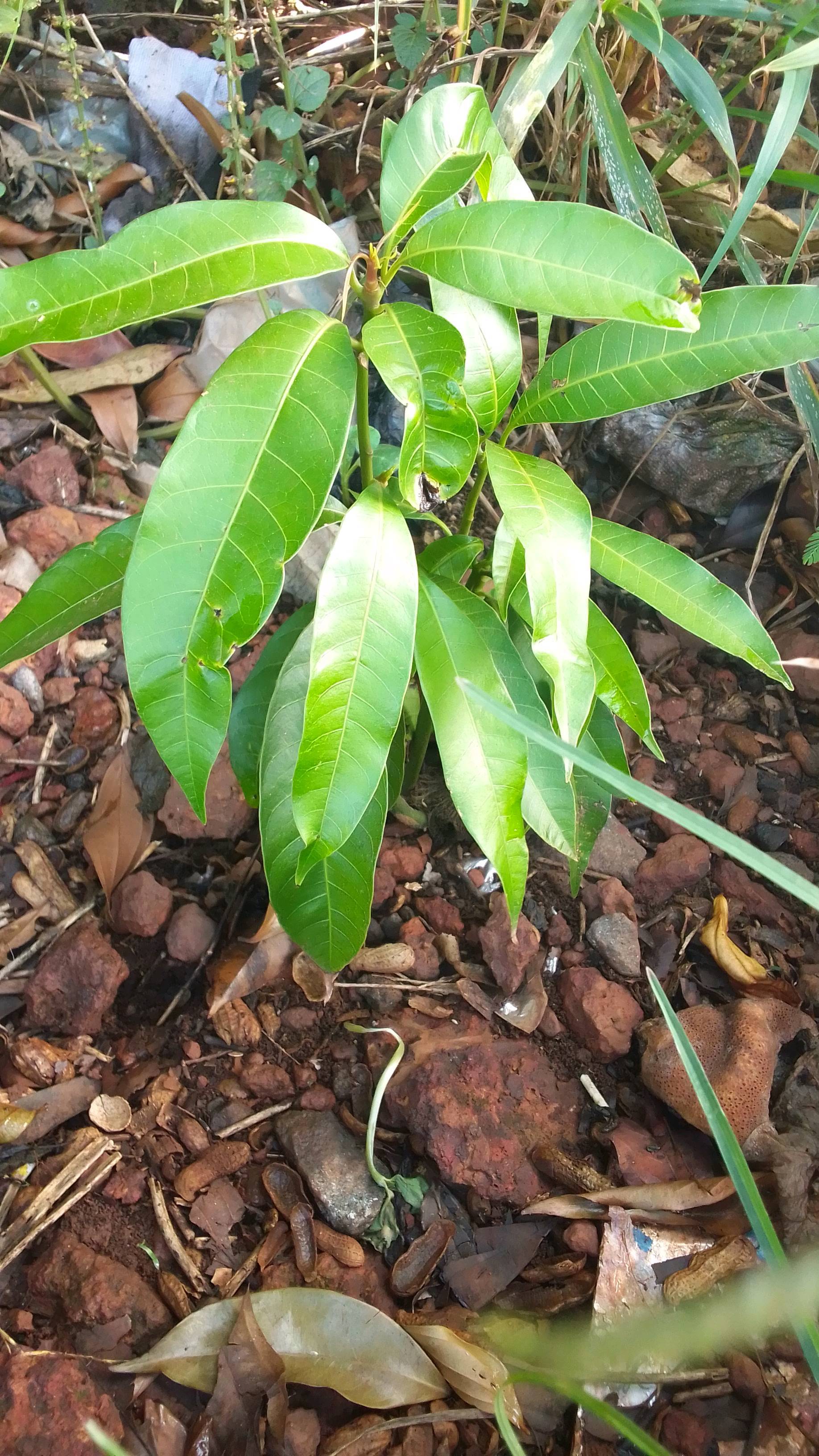 tree