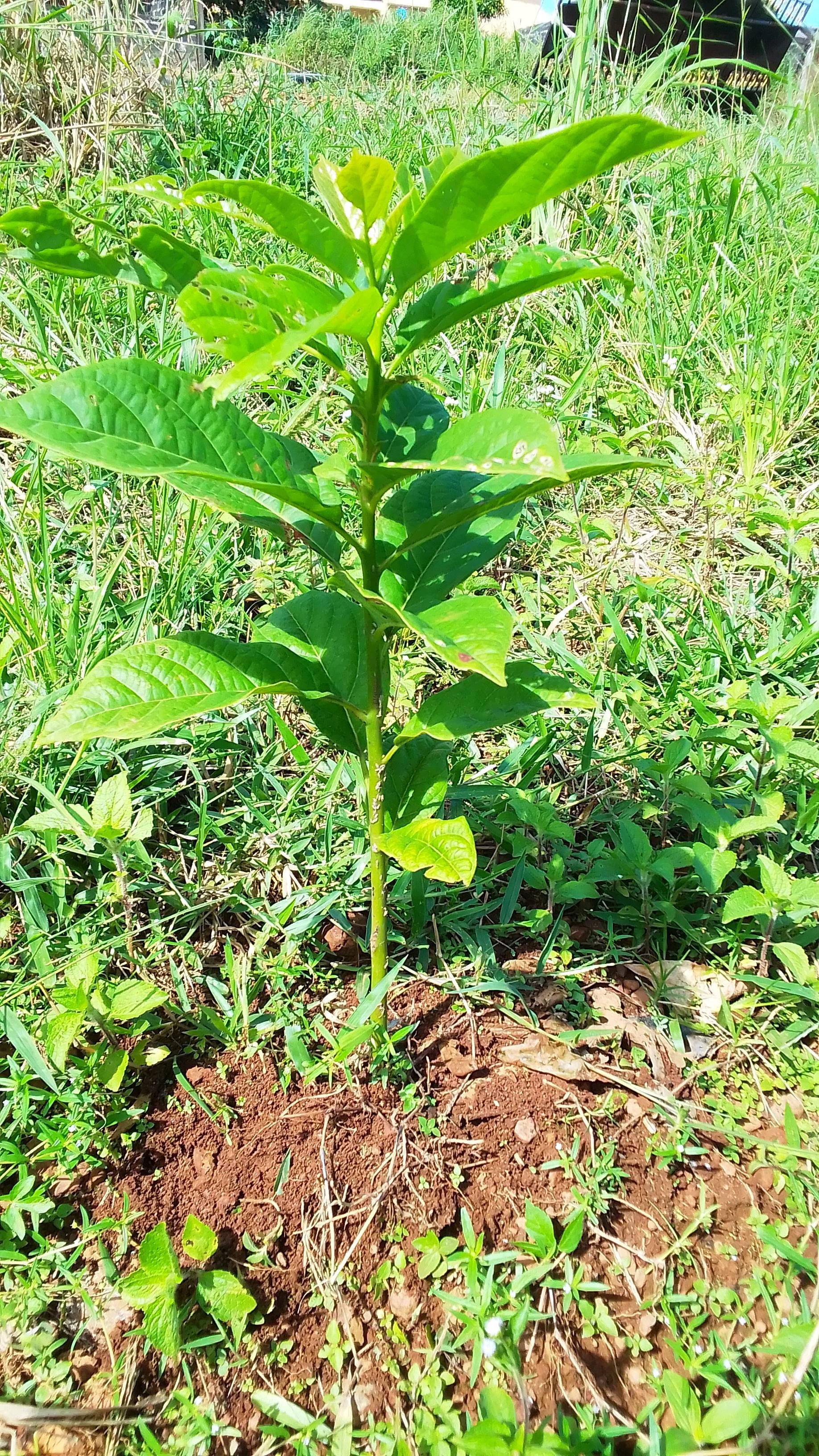 tree