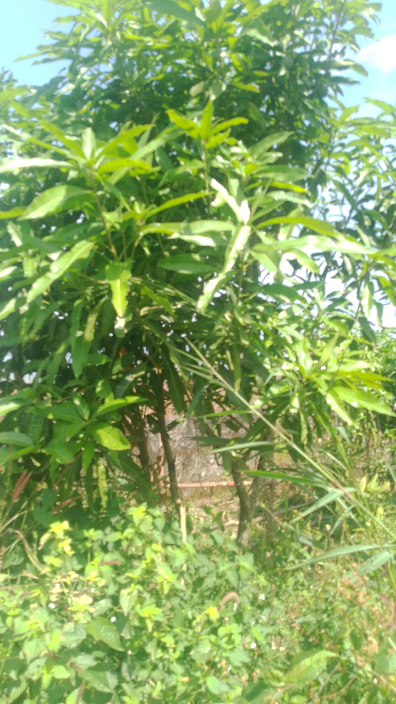 tree