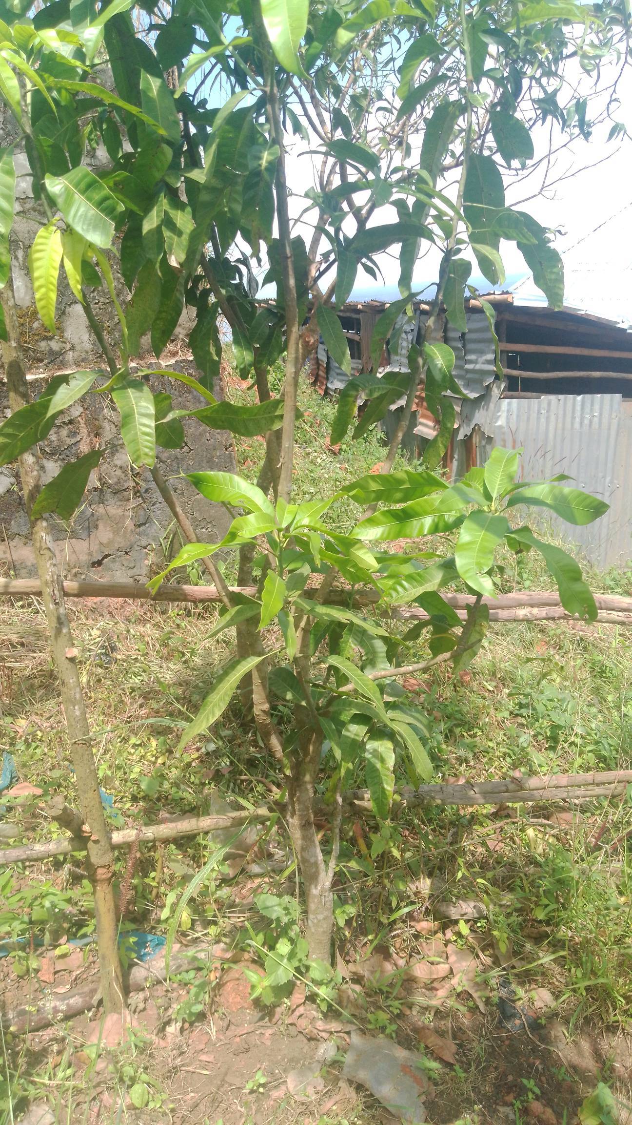 tree