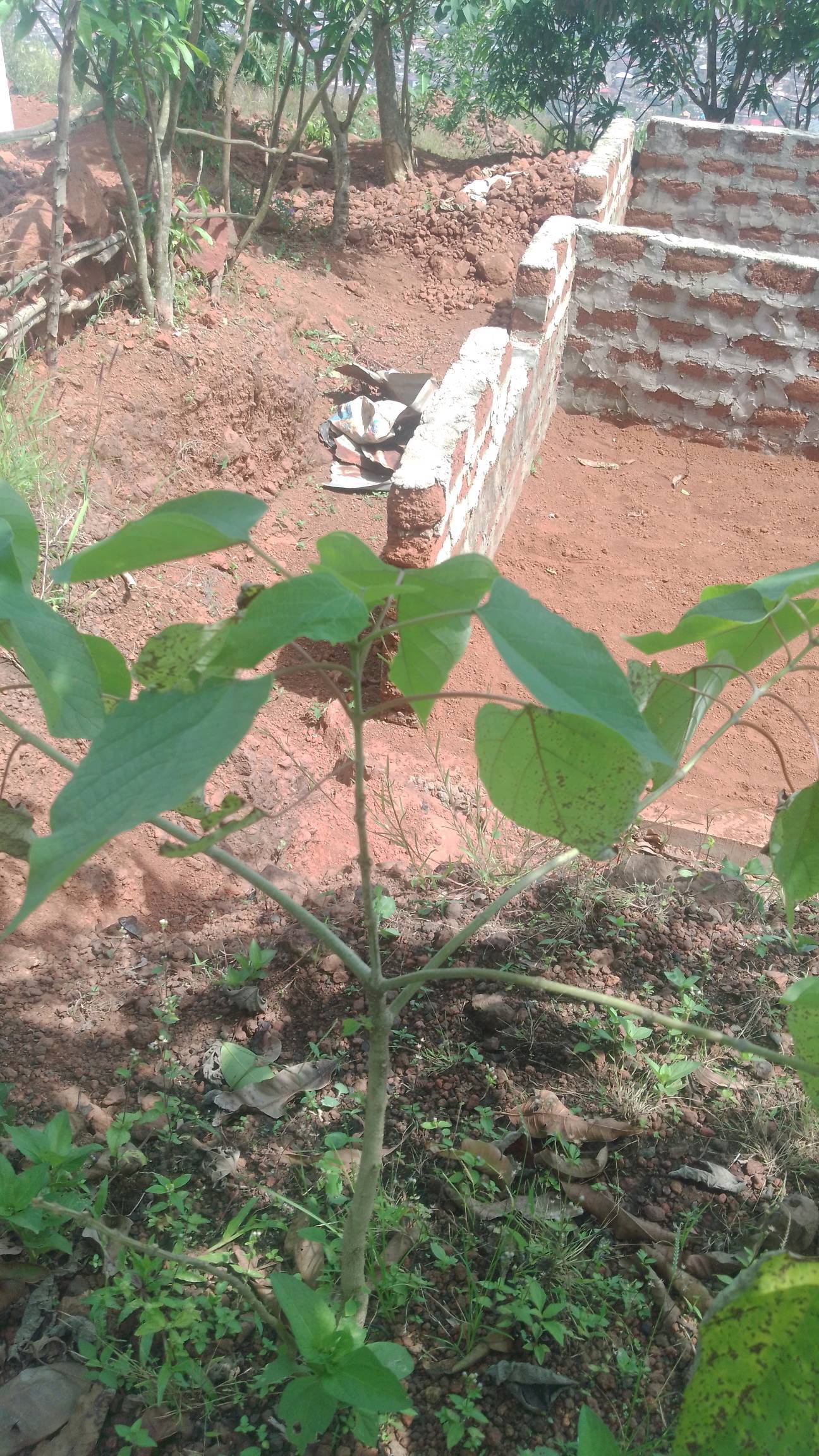tree