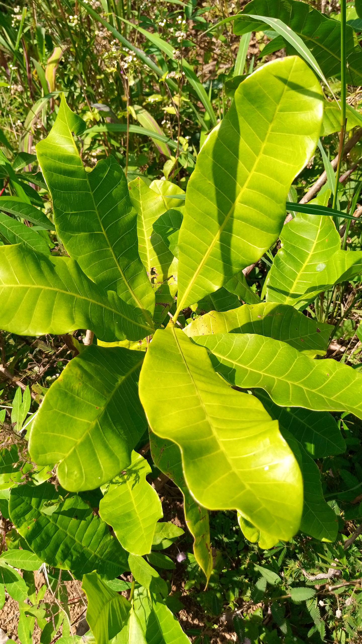 tree