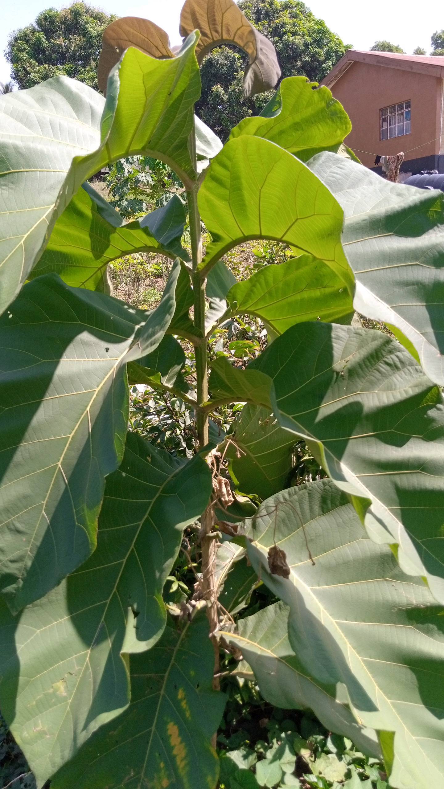 tree