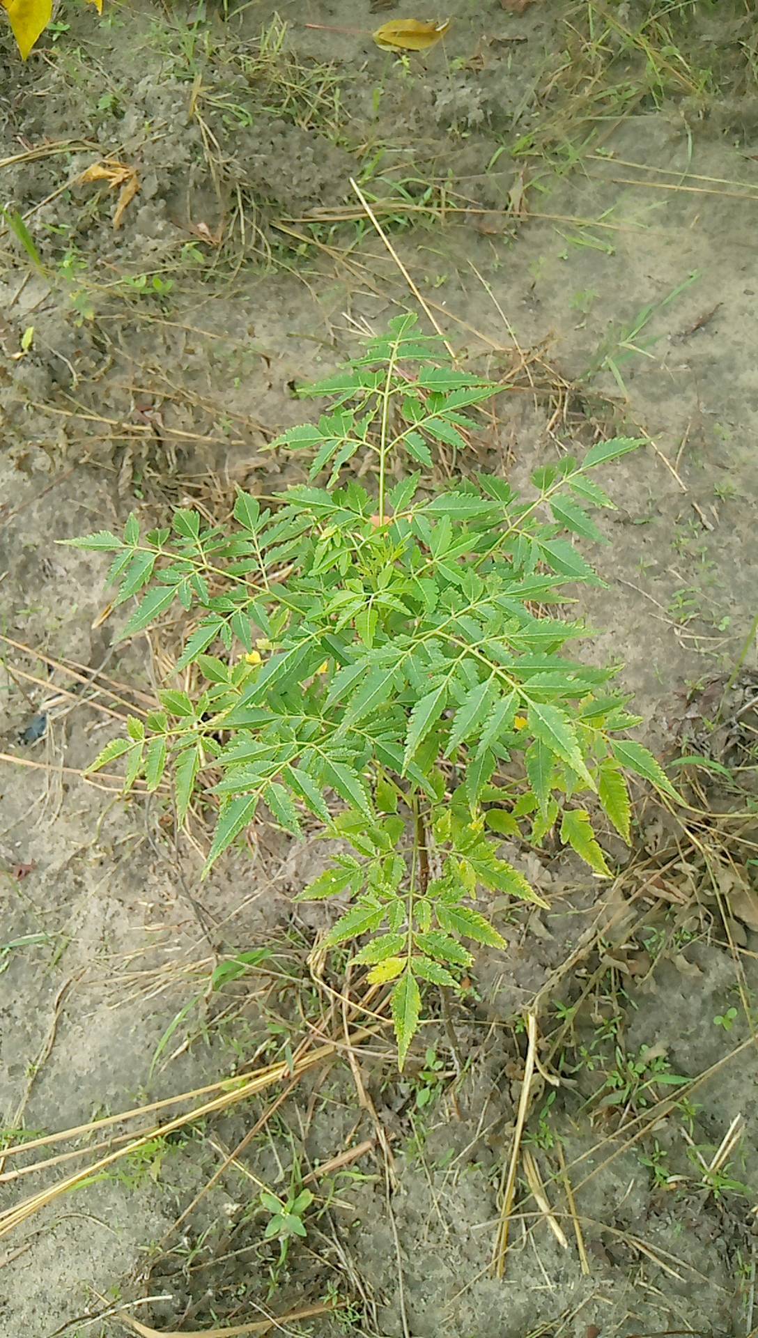 tree