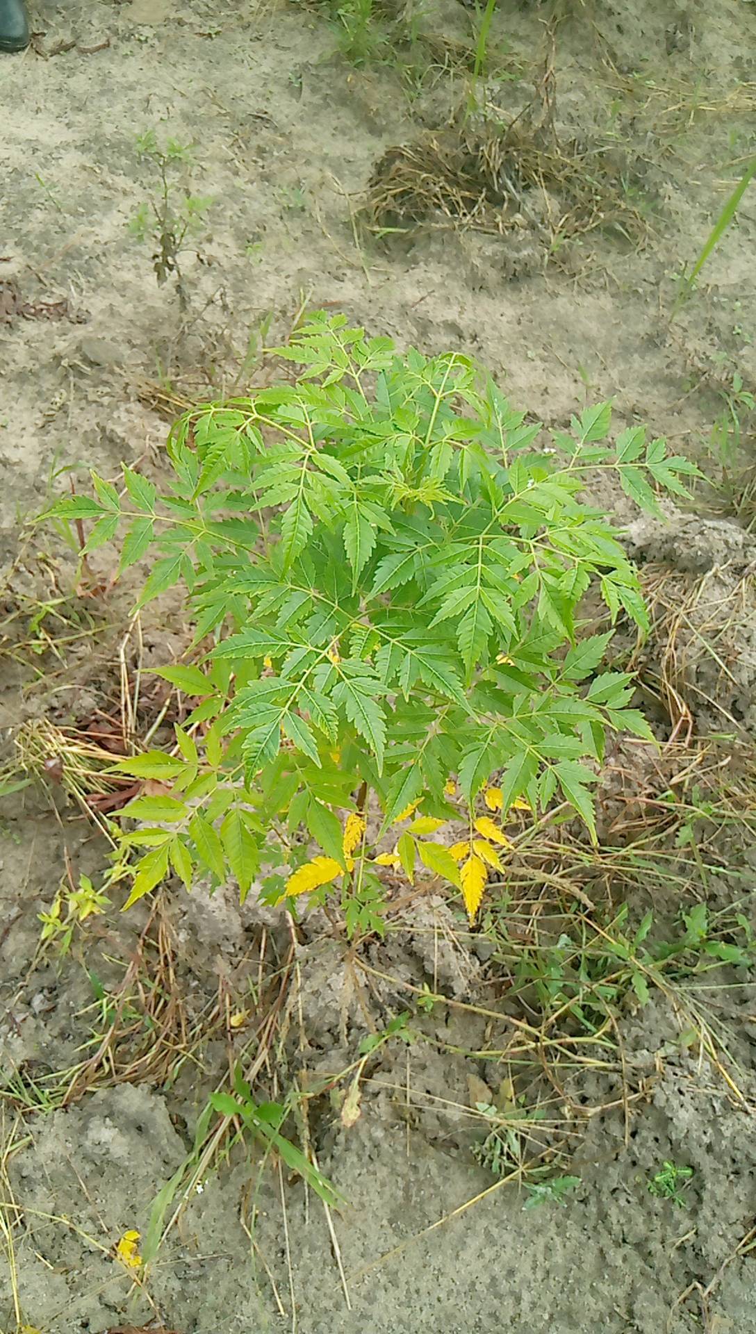 tree