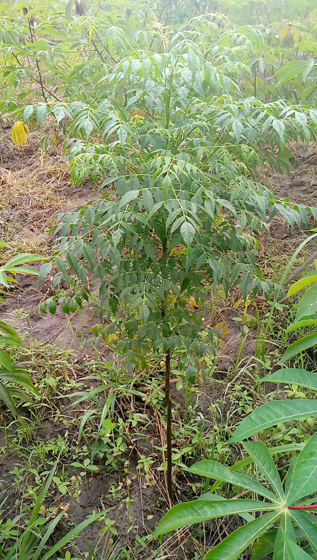 tree