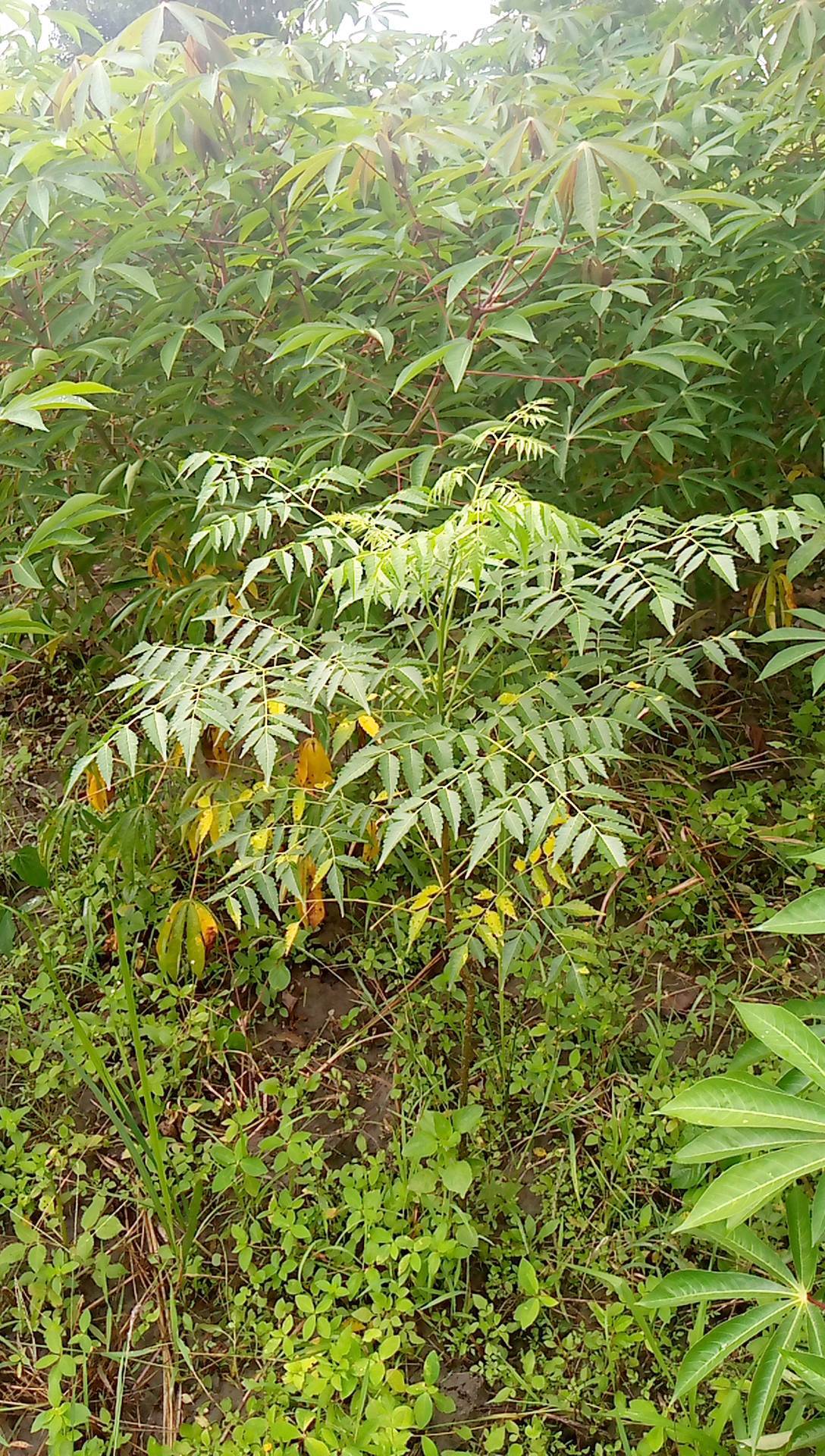 tree