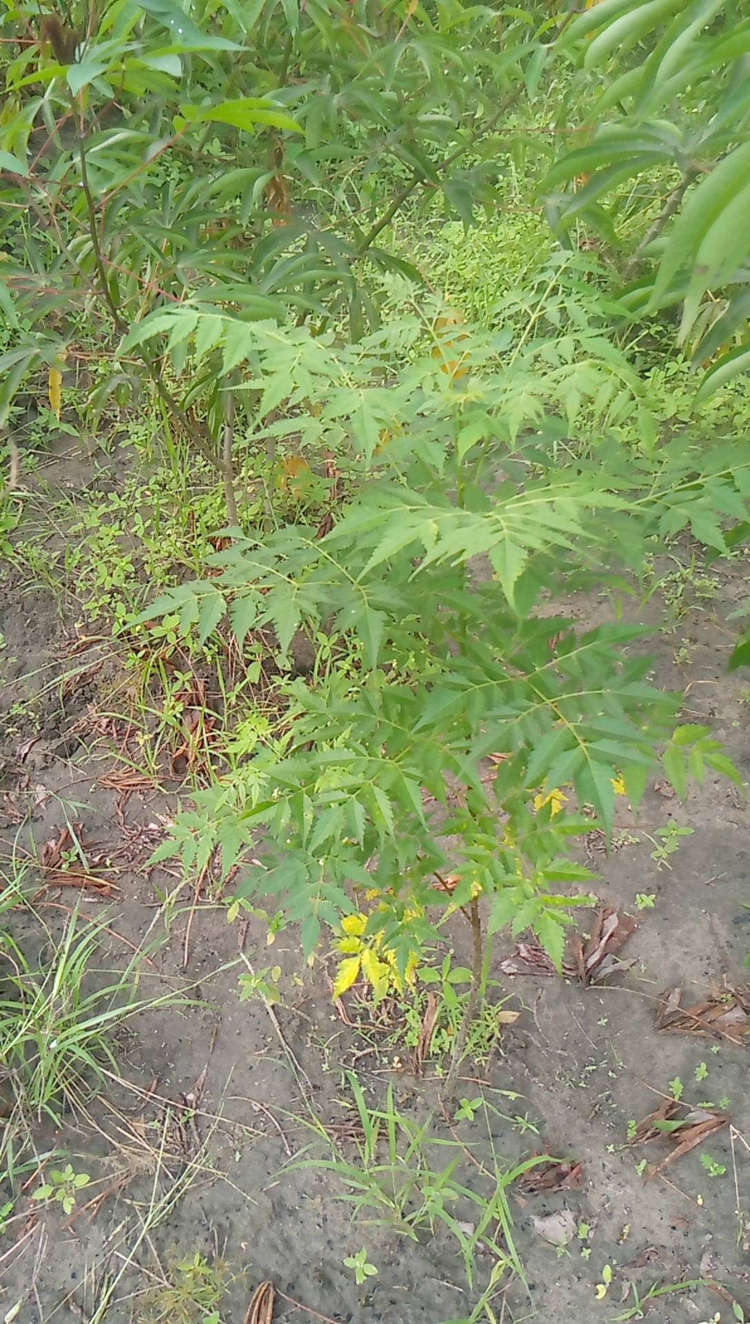 tree