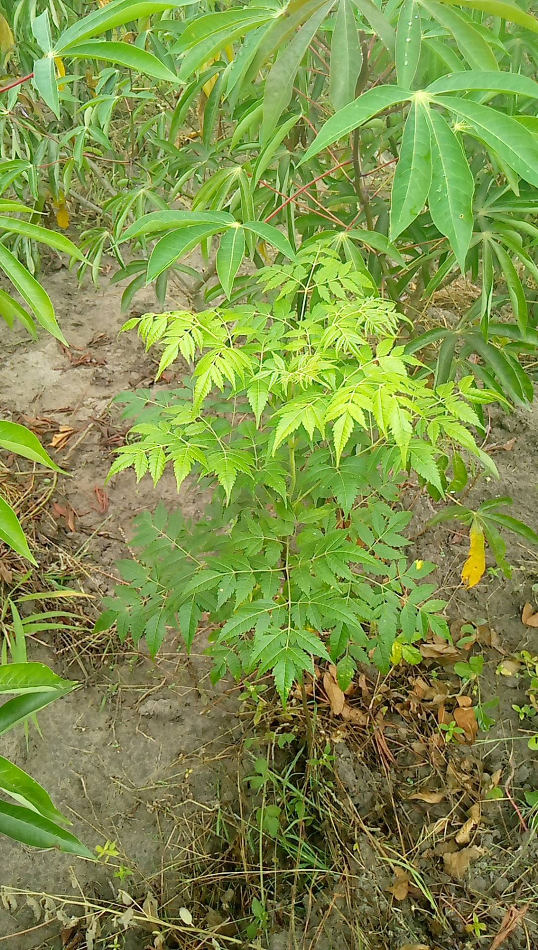 tree