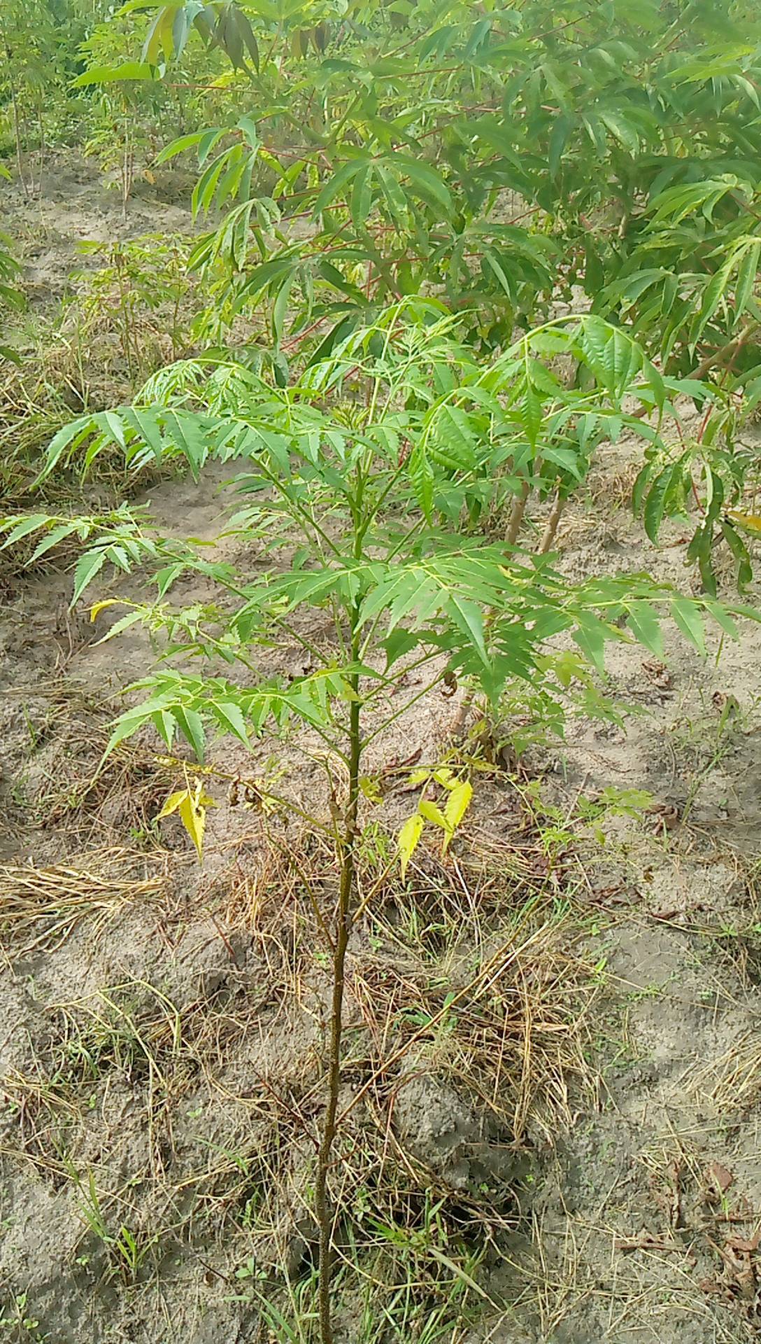 tree