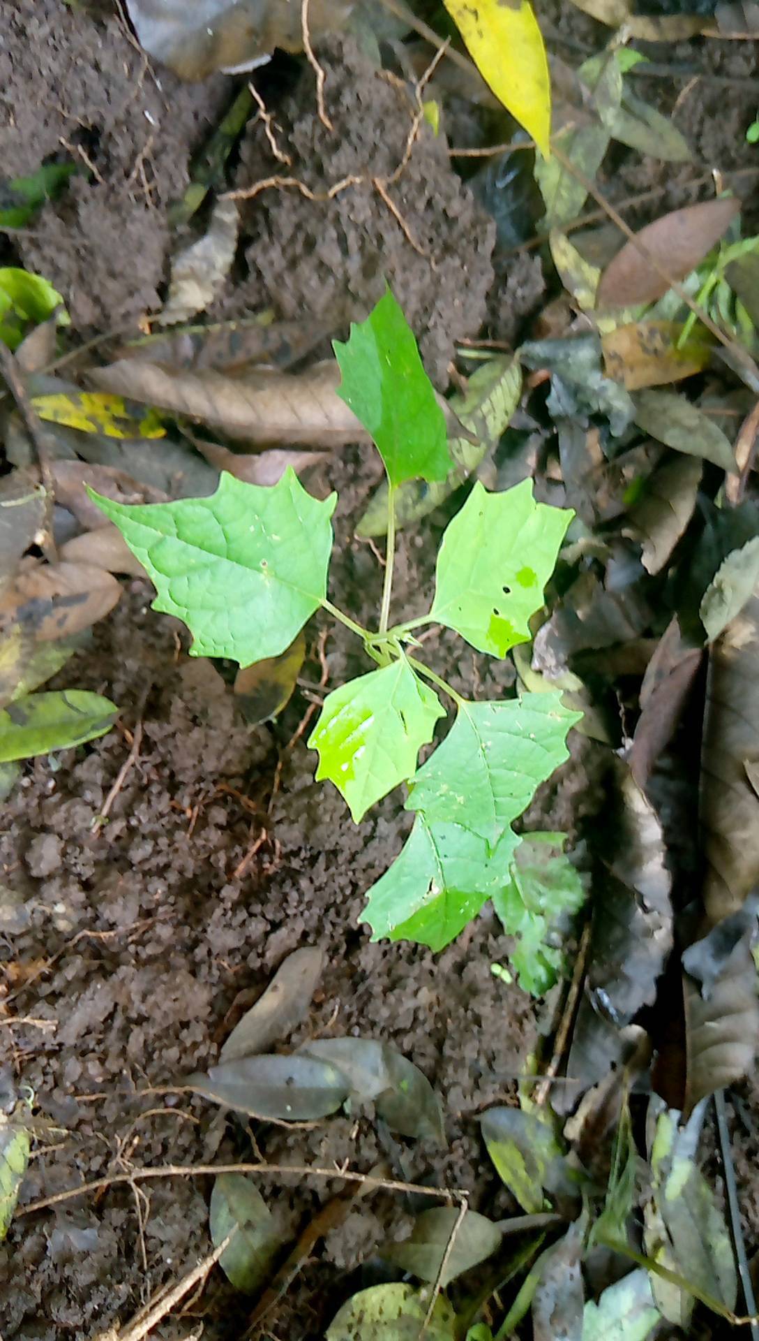 tree