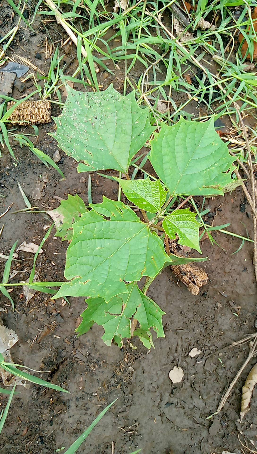 tree