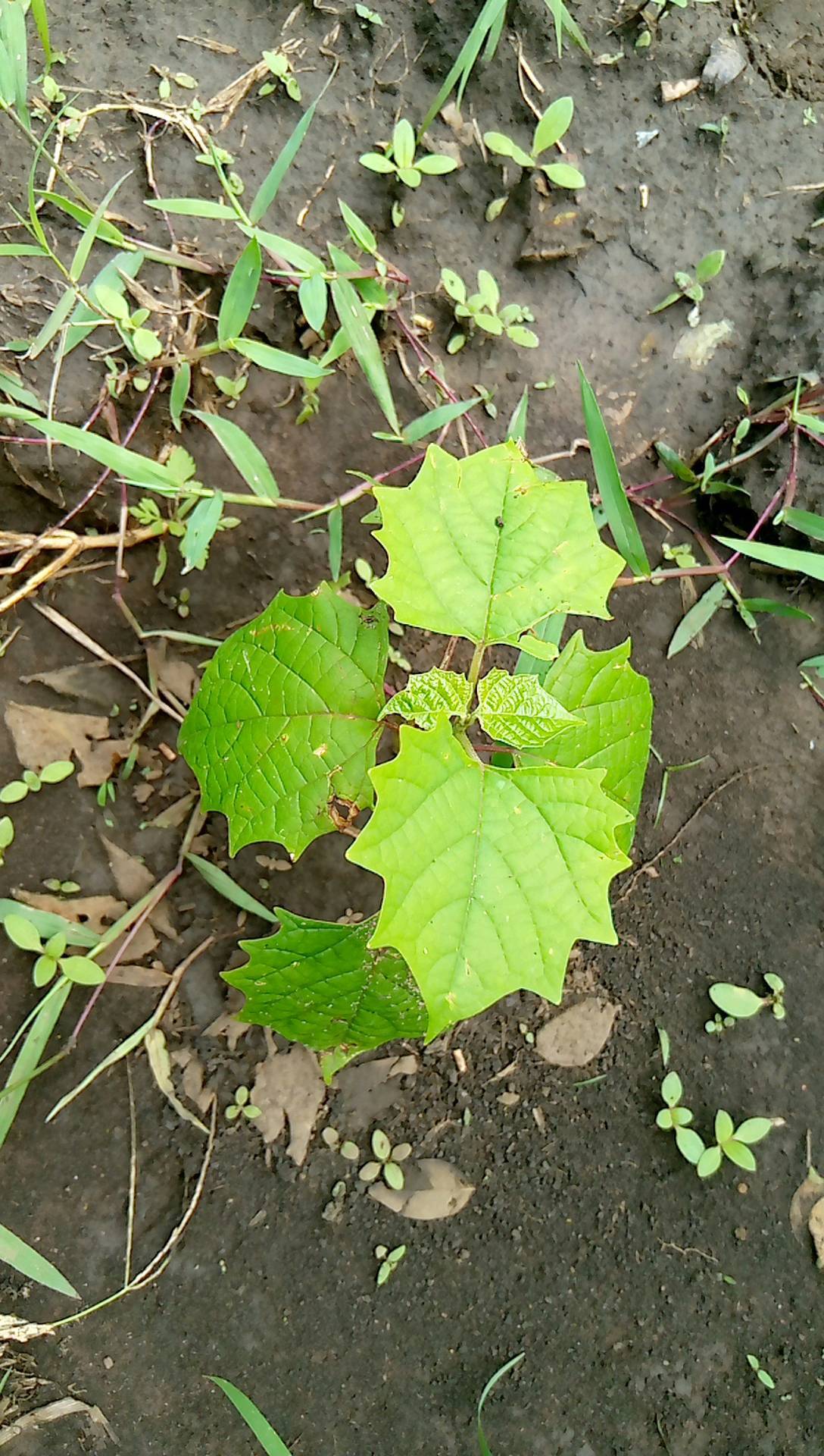 tree
