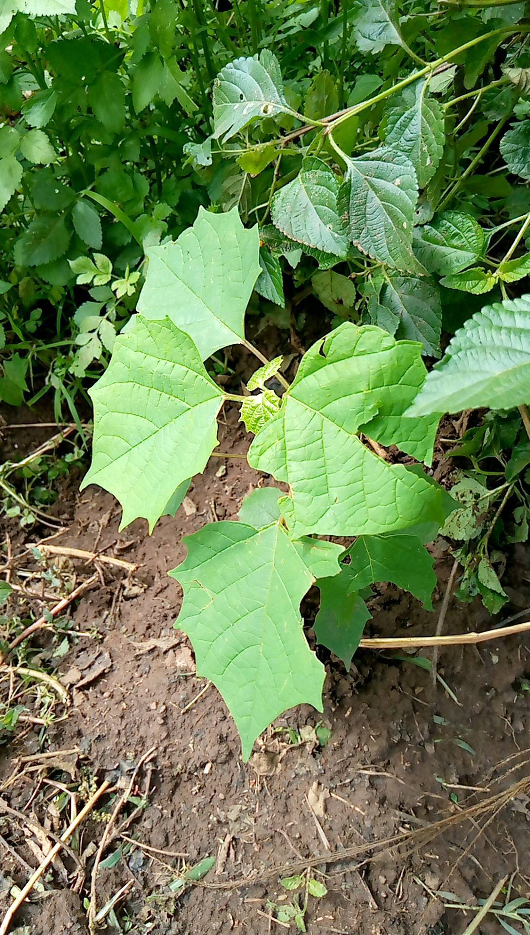 tree