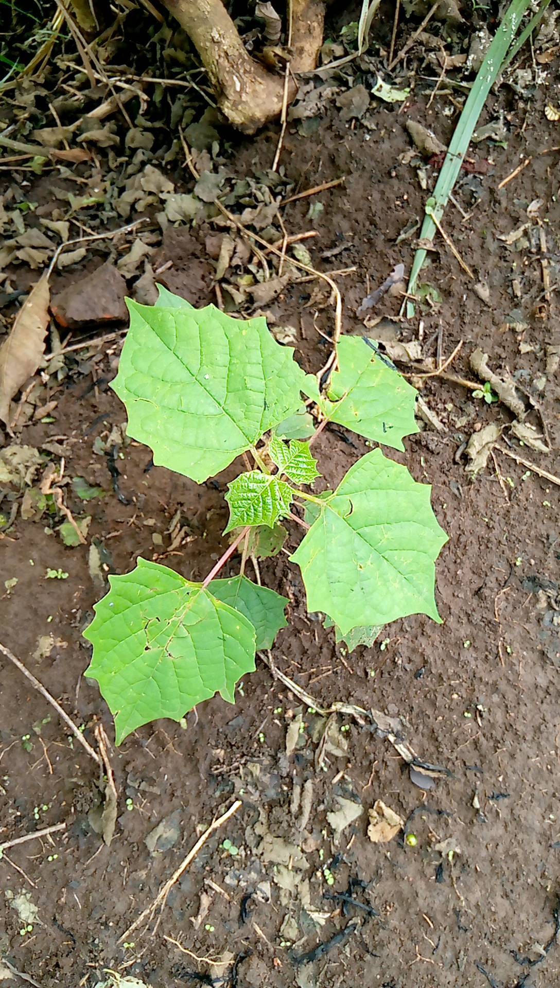 tree