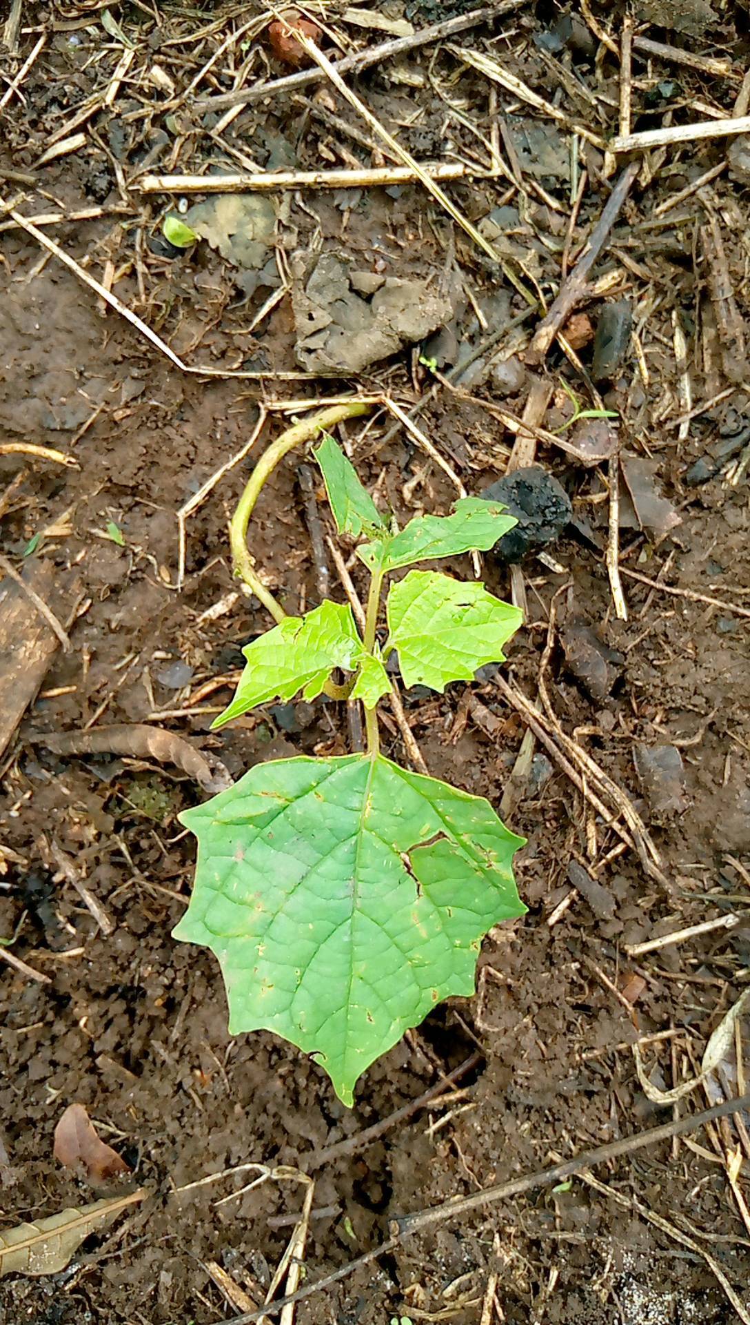 tree