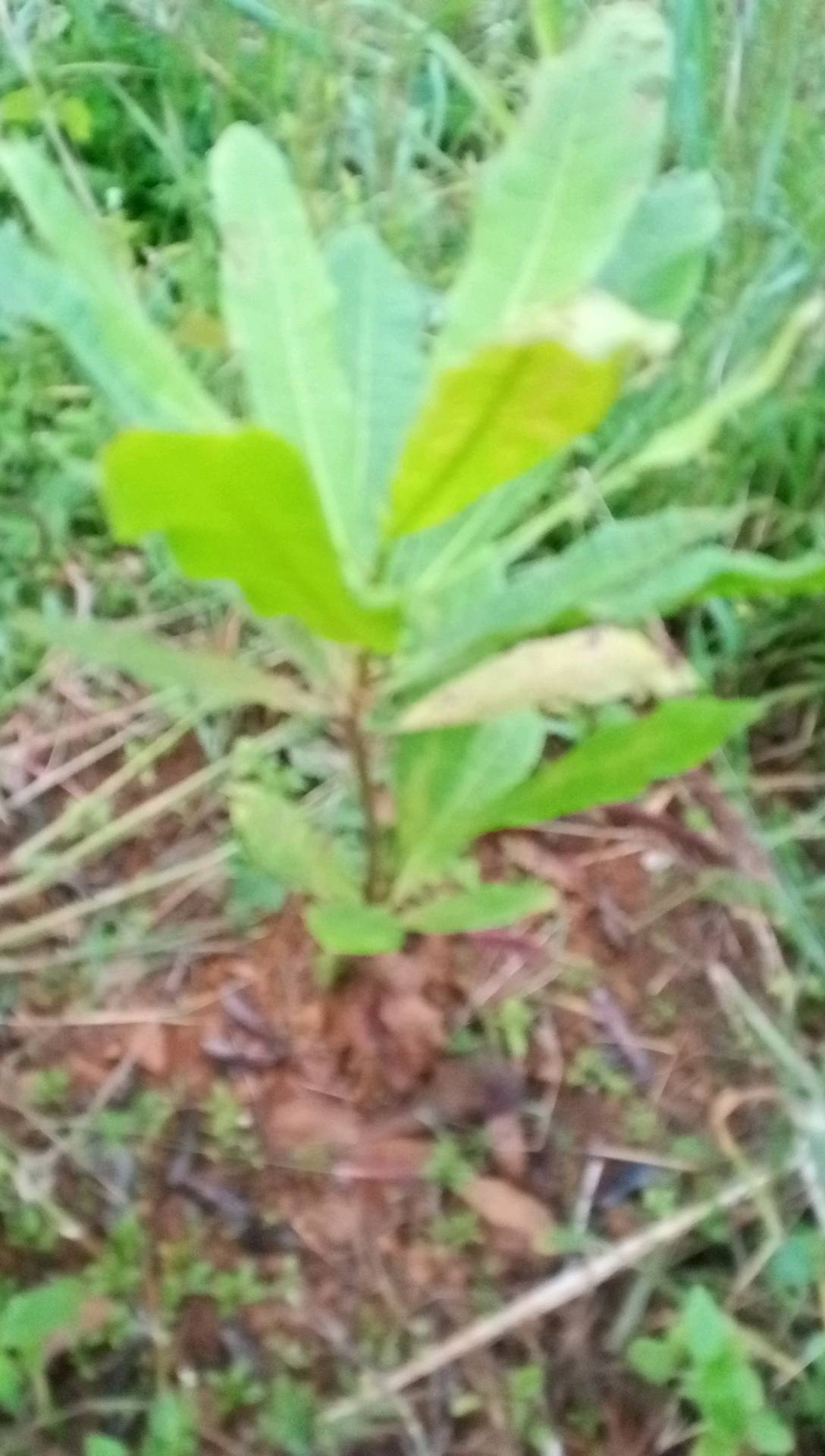 tree