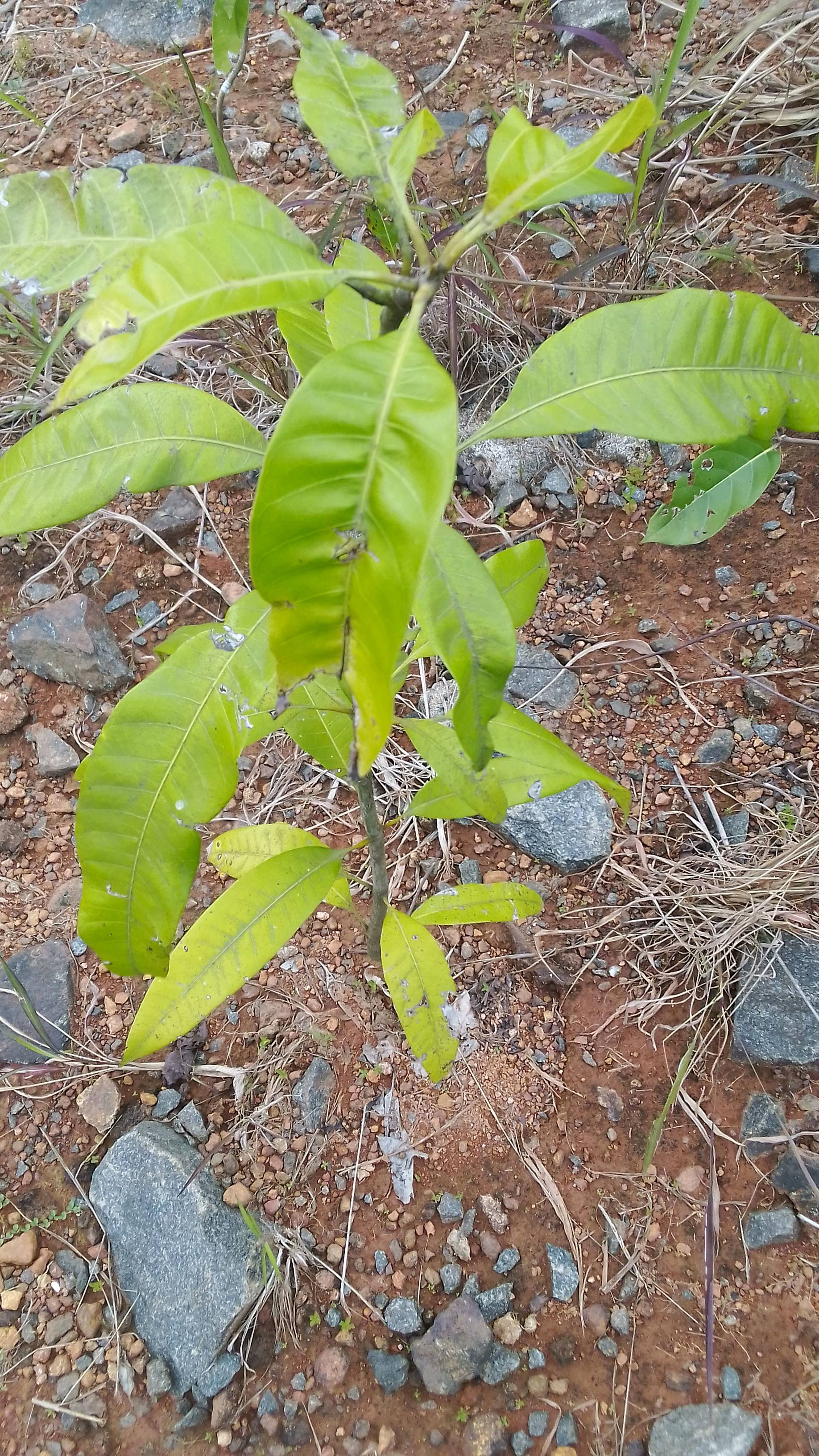 tree