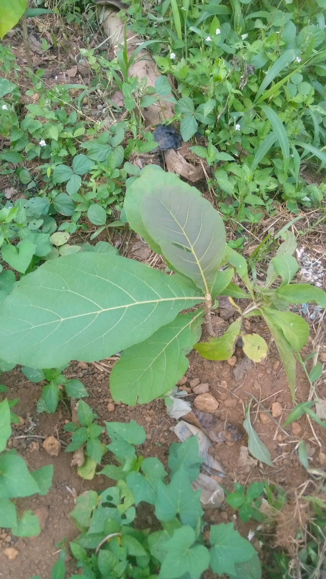 tree