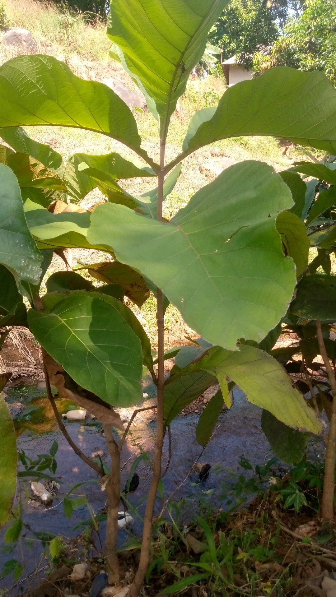 tree