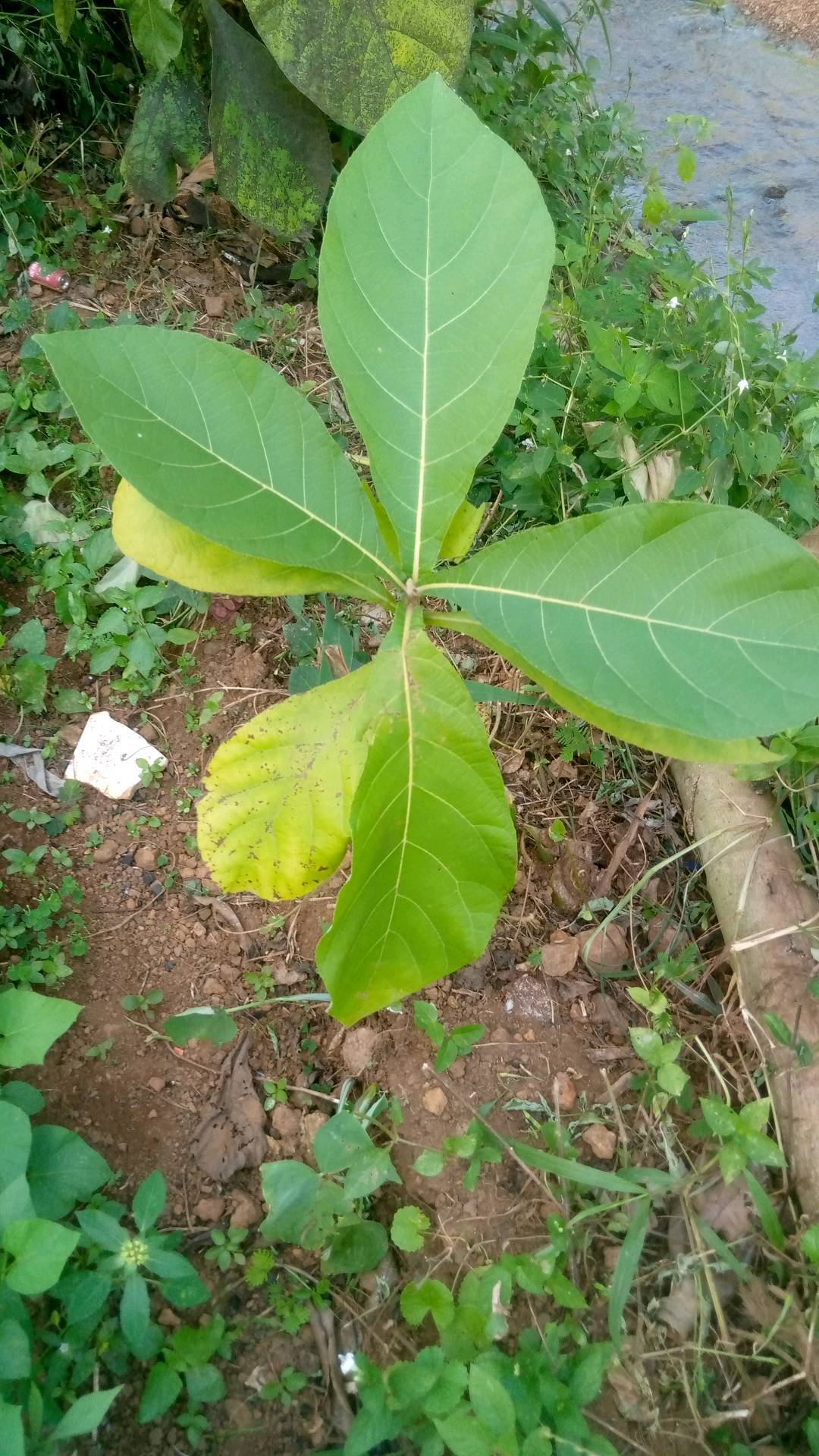 tree