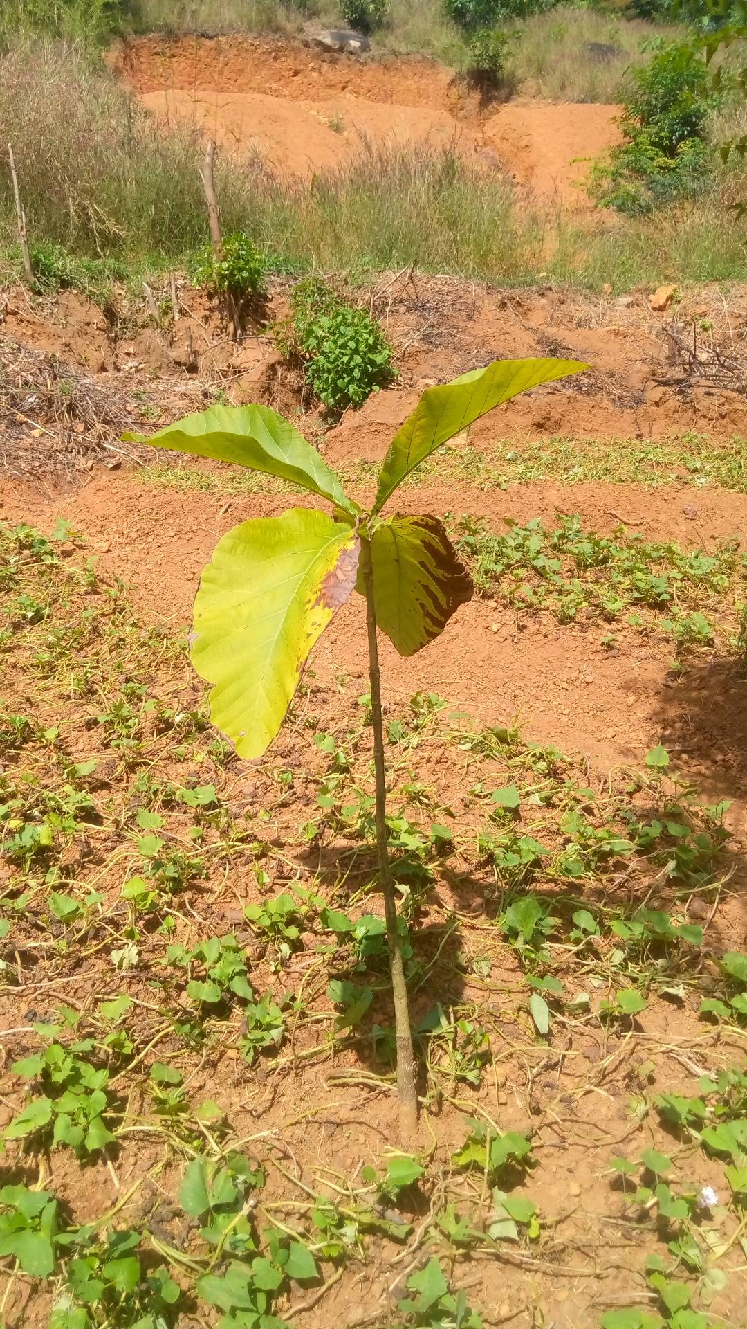 tree