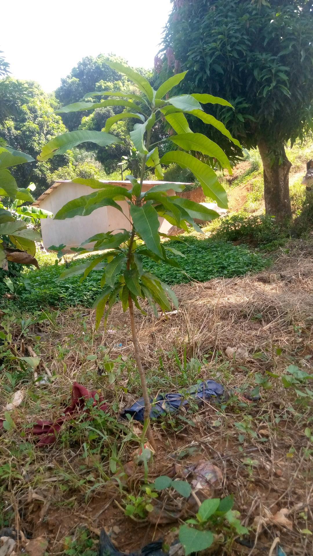 tree