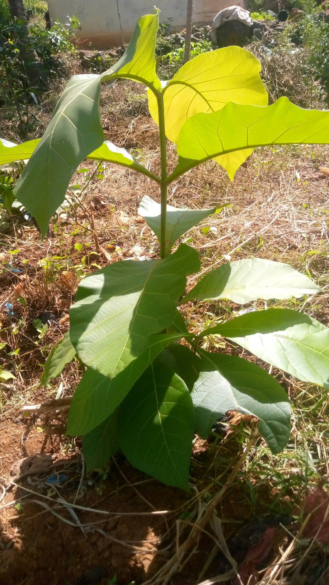tree