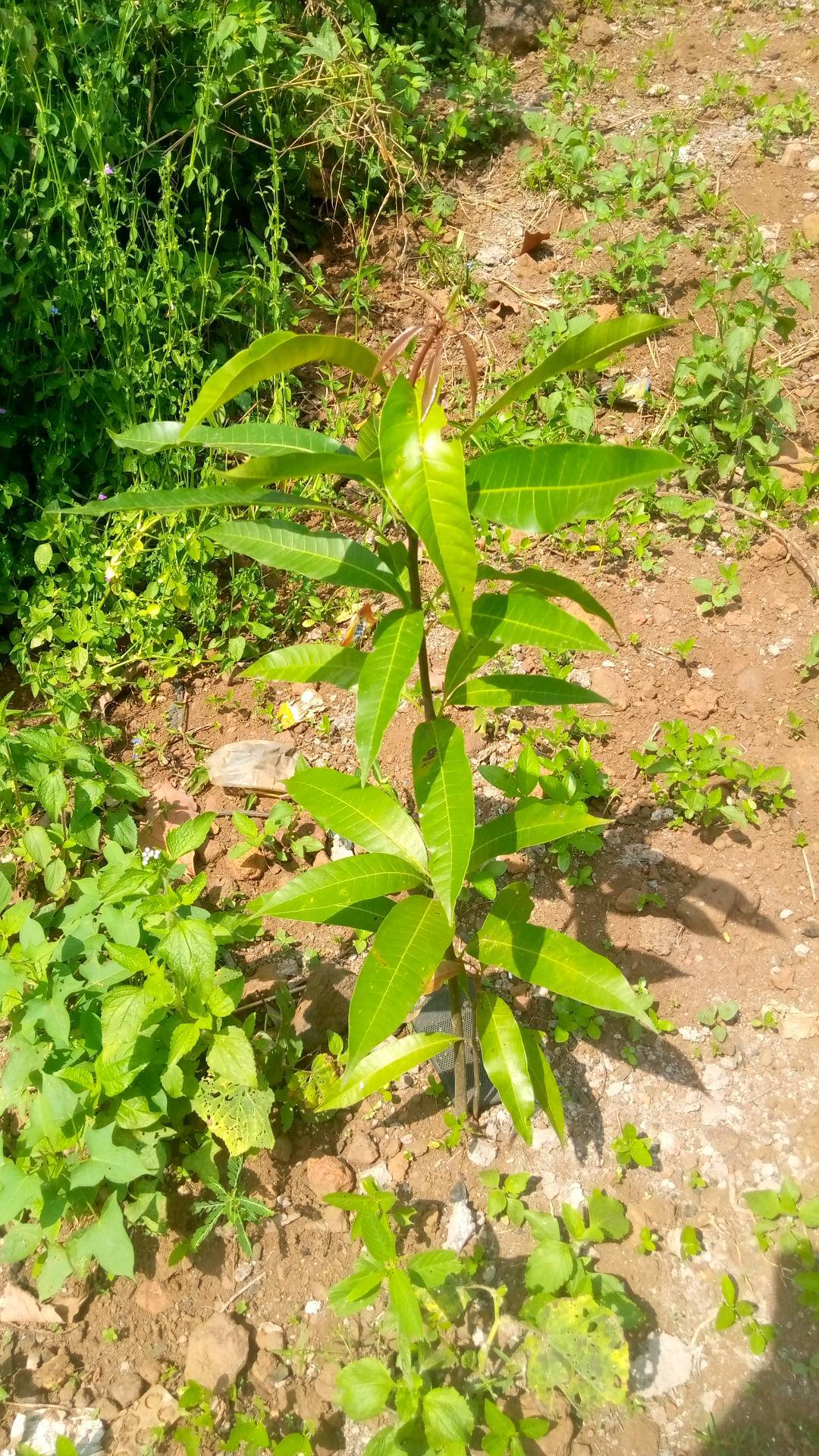 tree