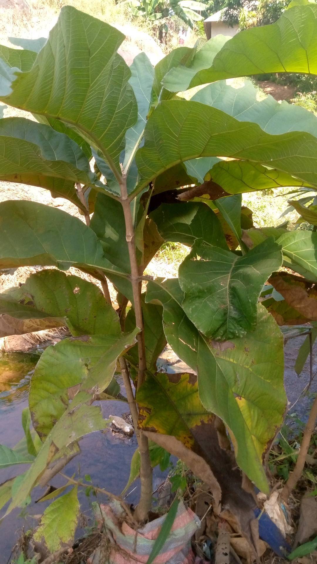 tree