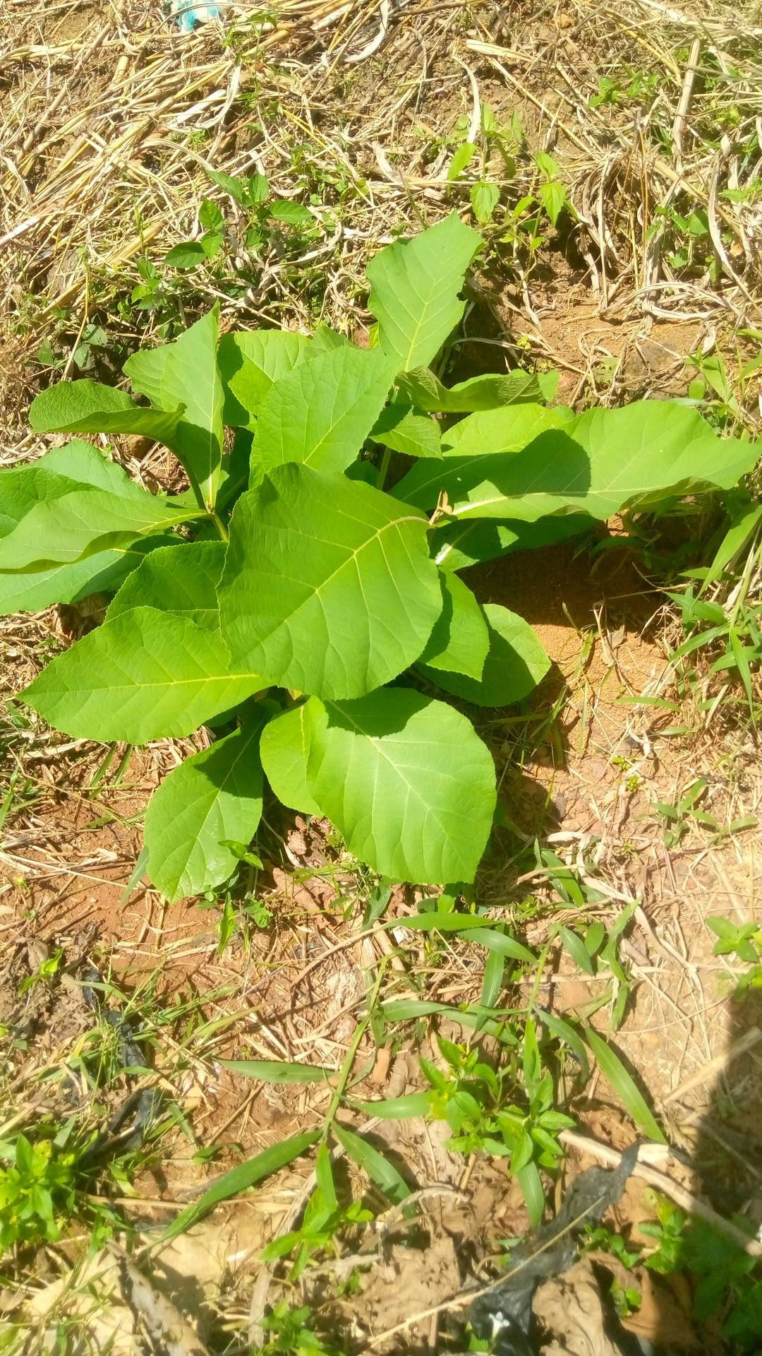 tree