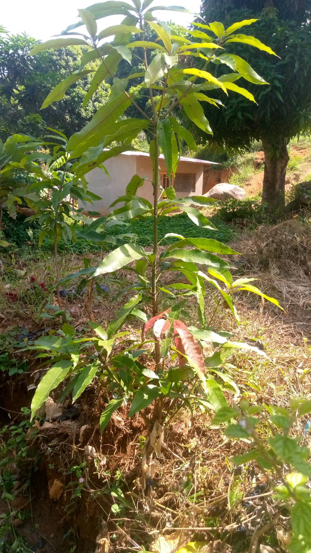 tree
