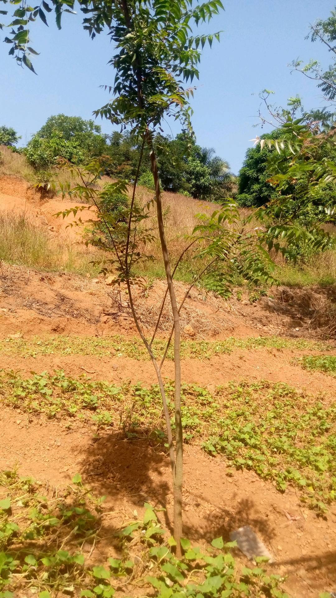 tree