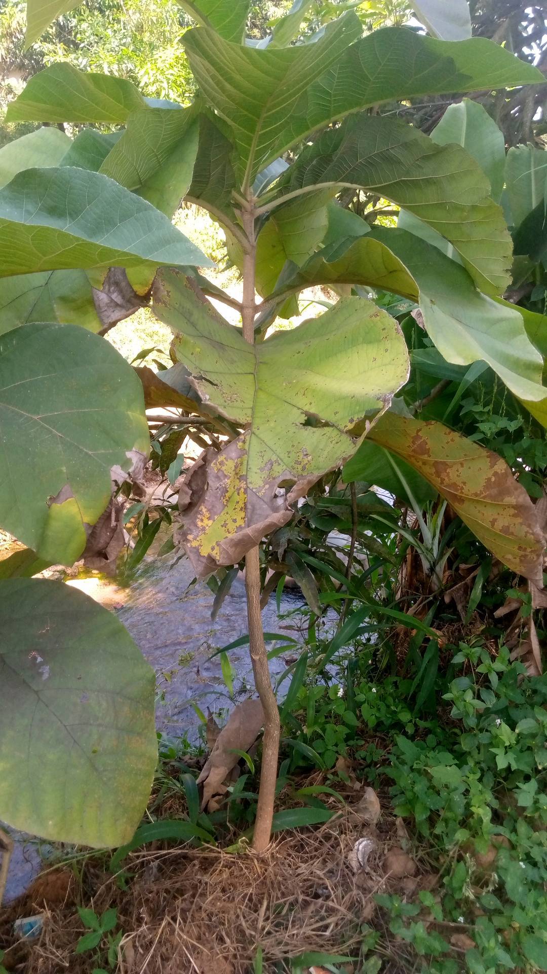 tree