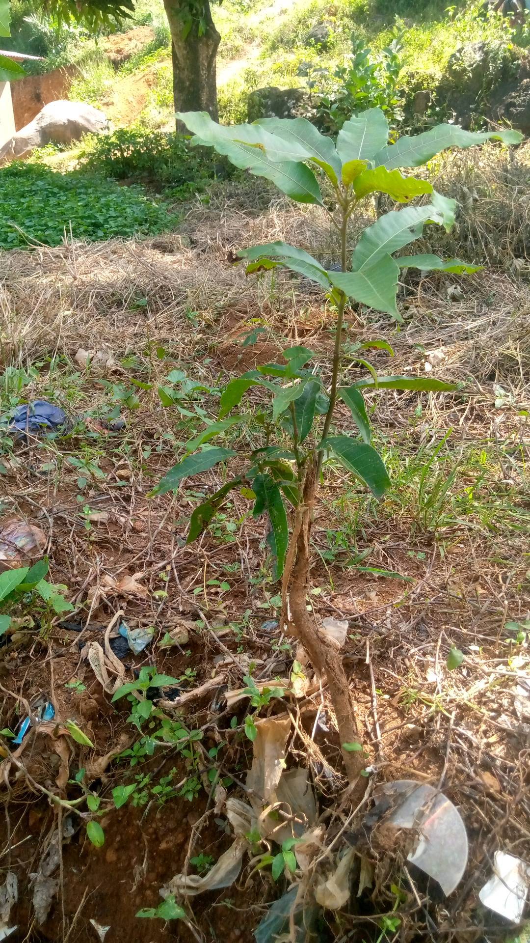 tree