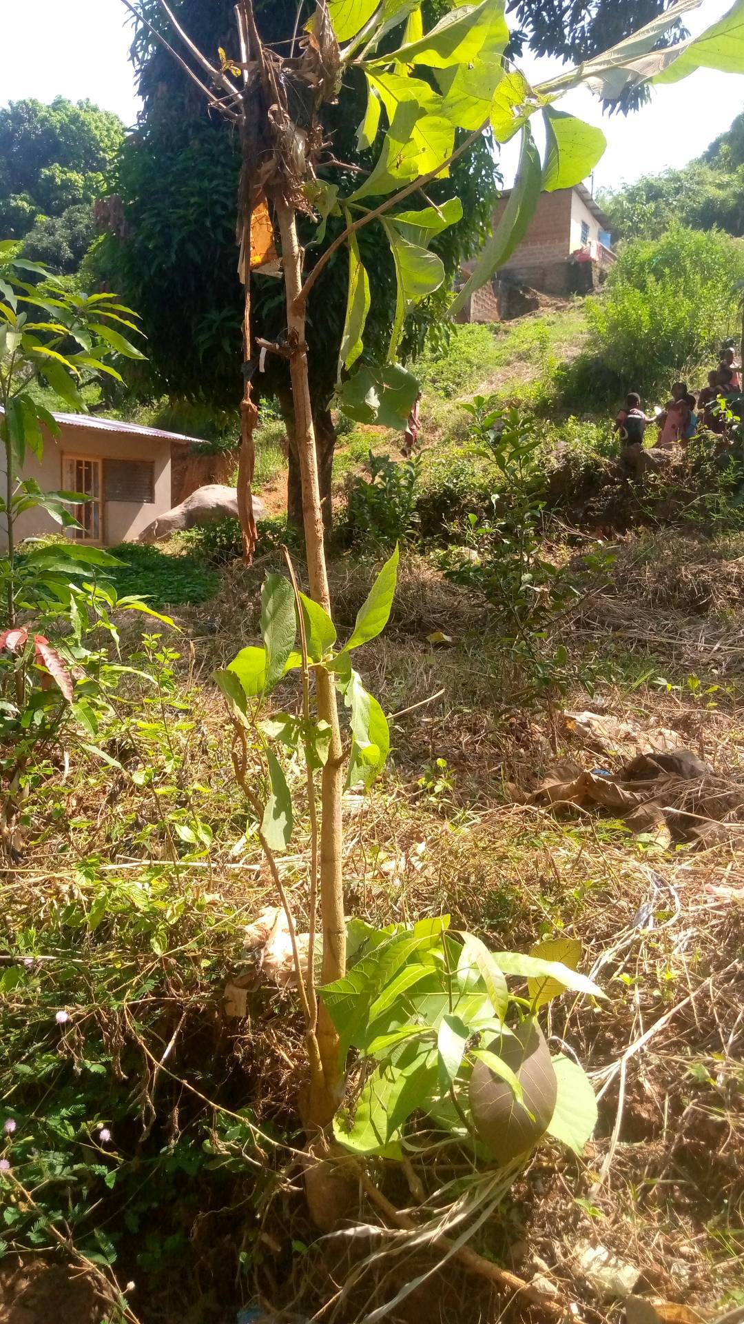 tree