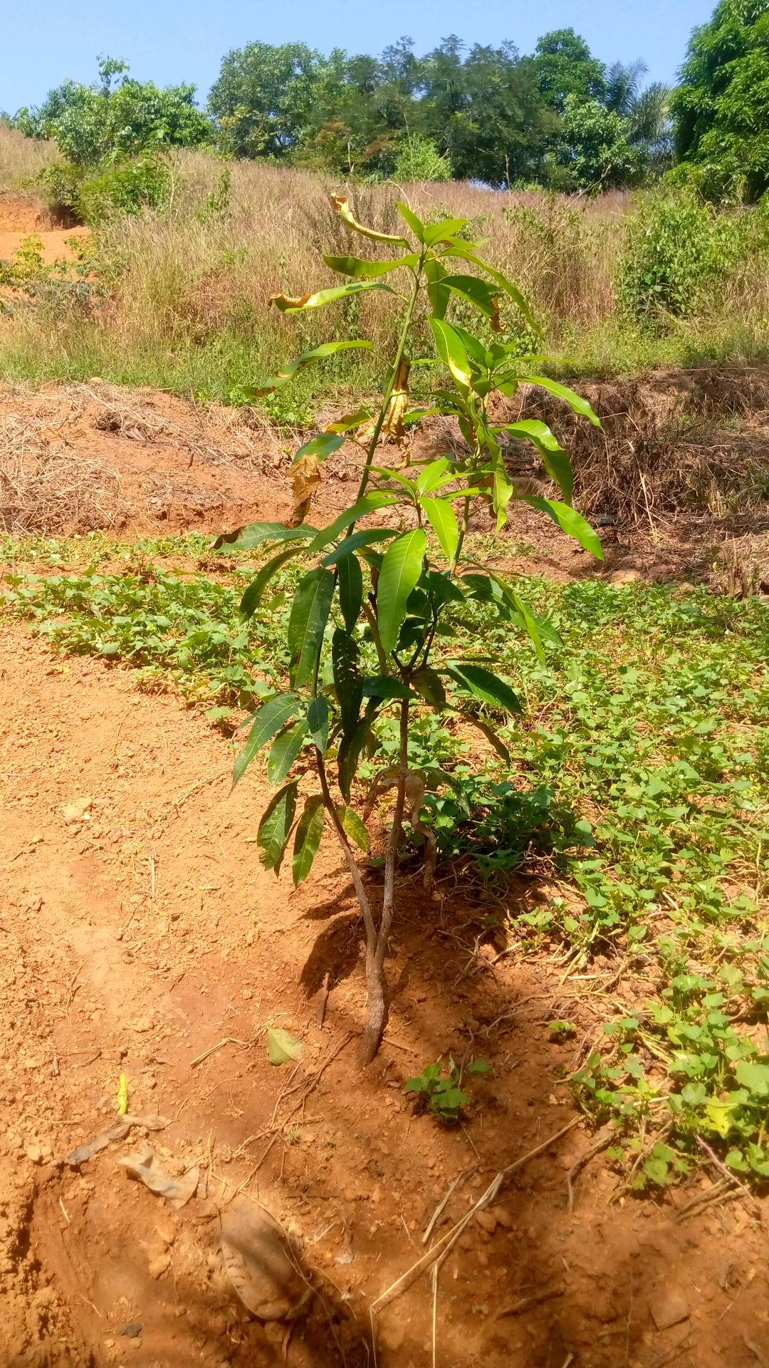 tree