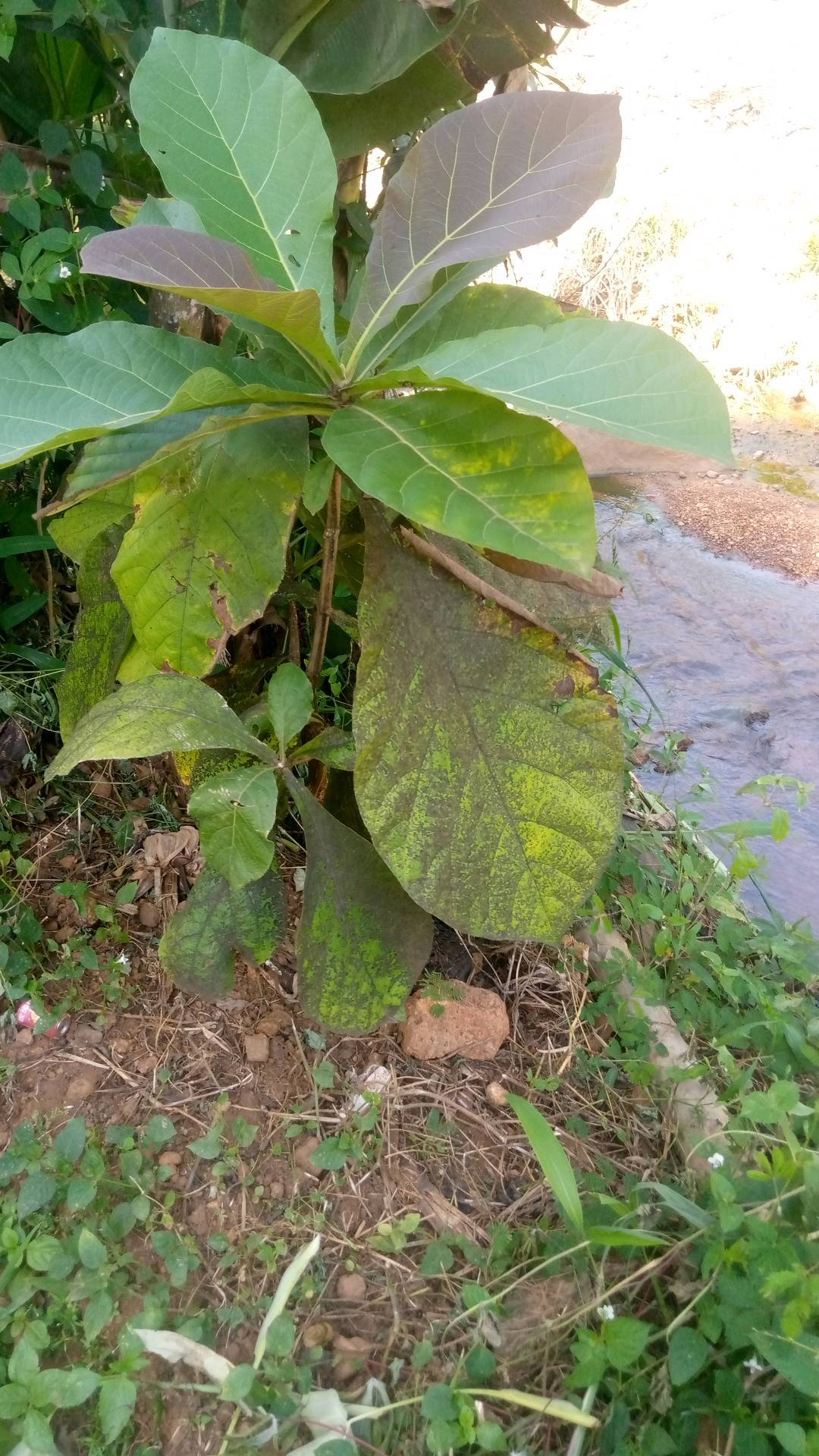 tree