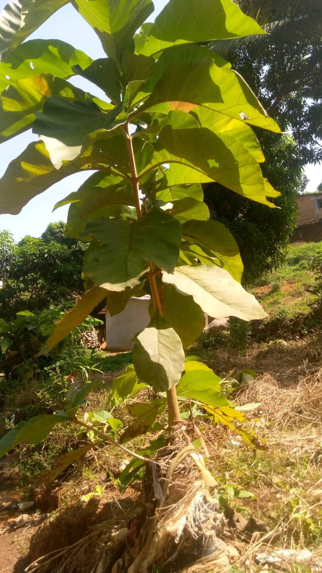 tree