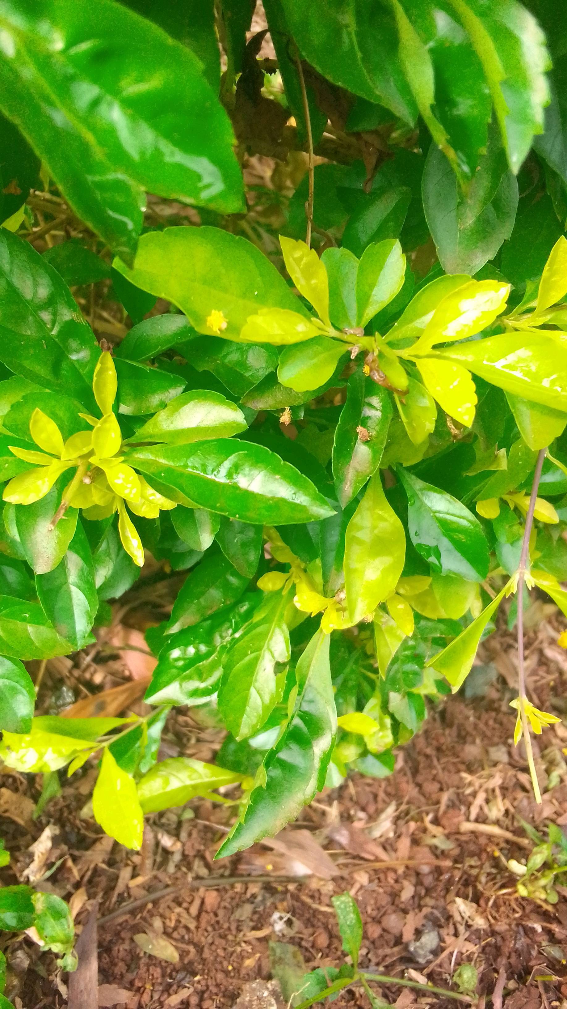 tree