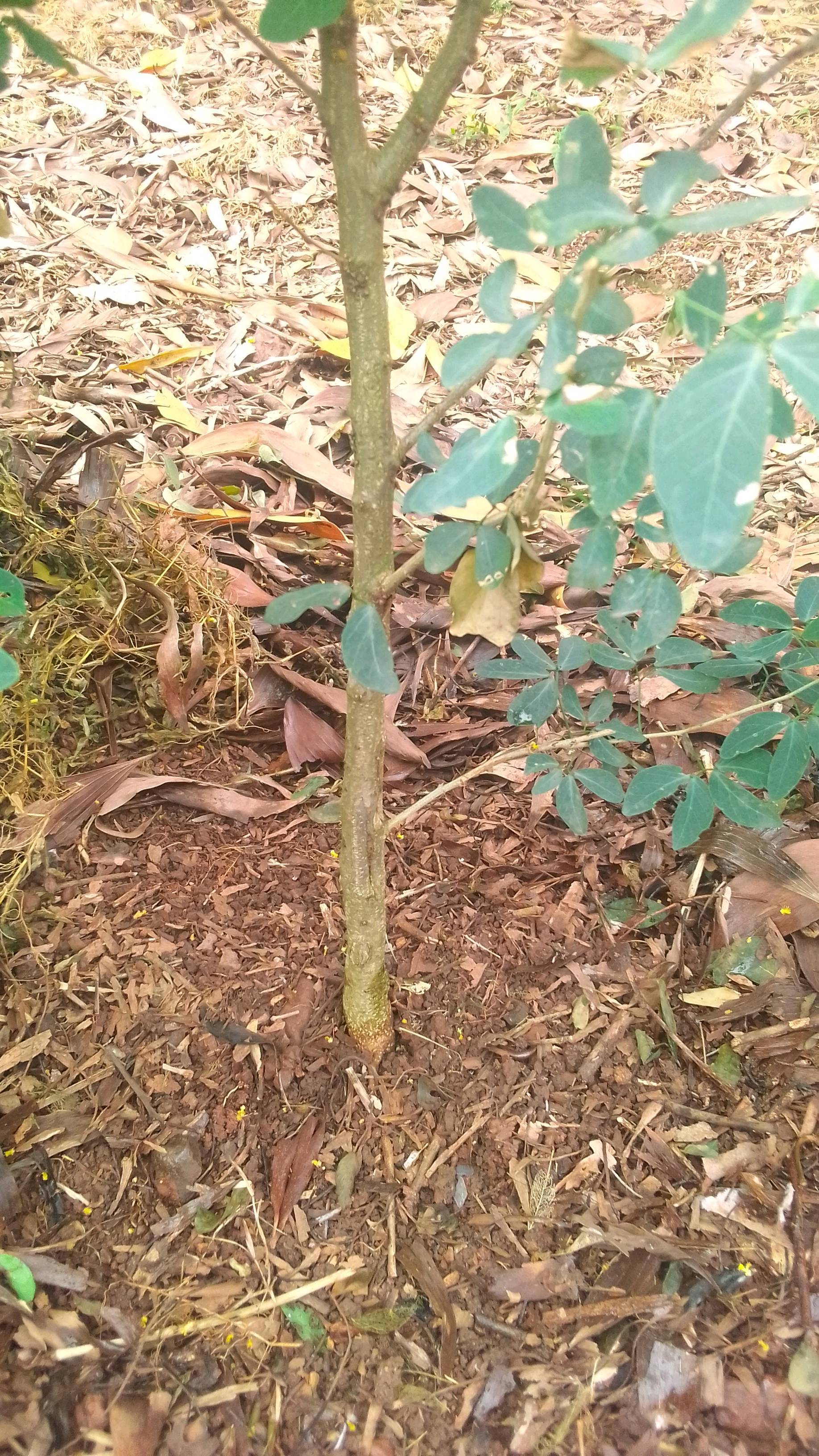 tree