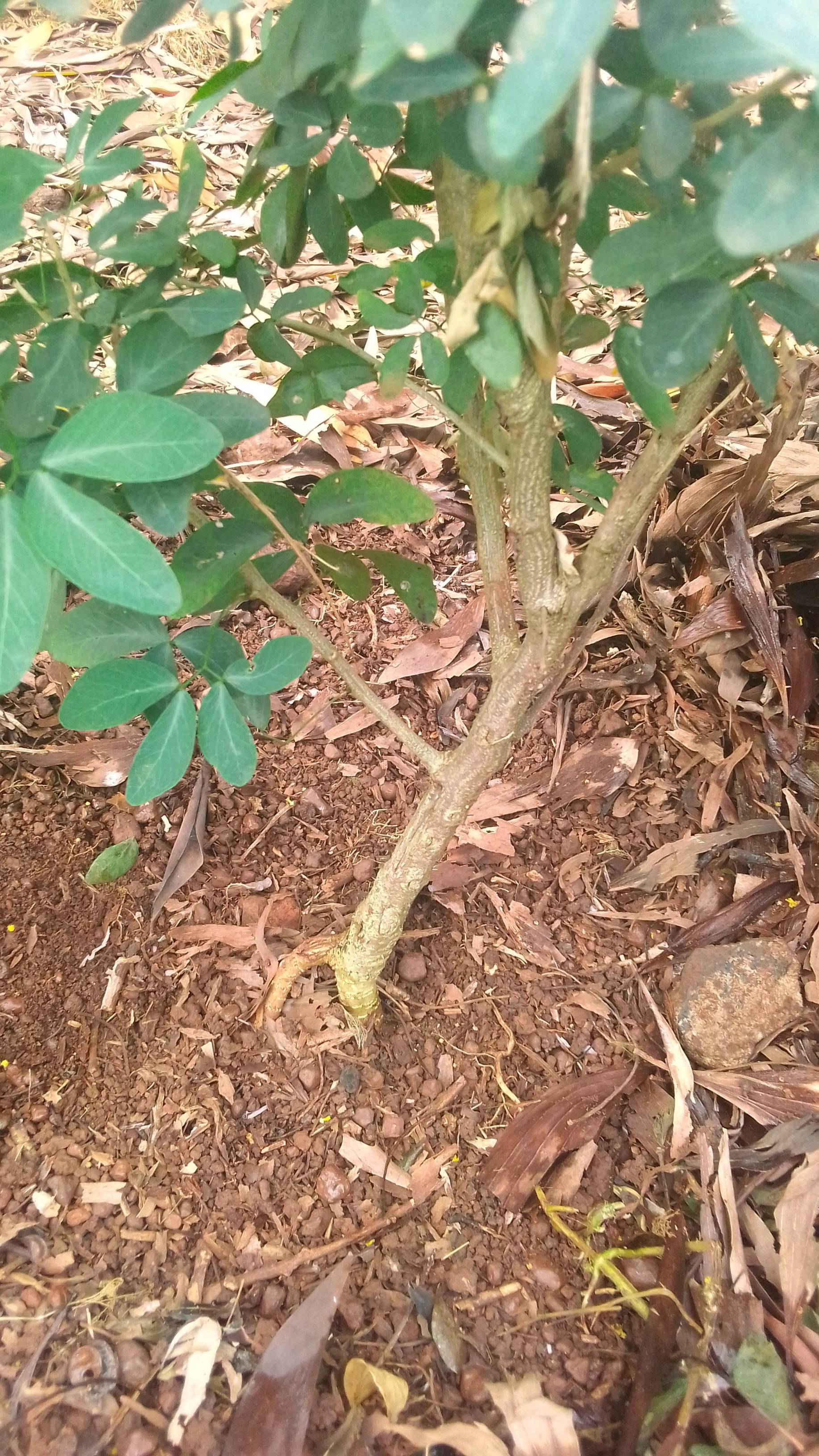 tree