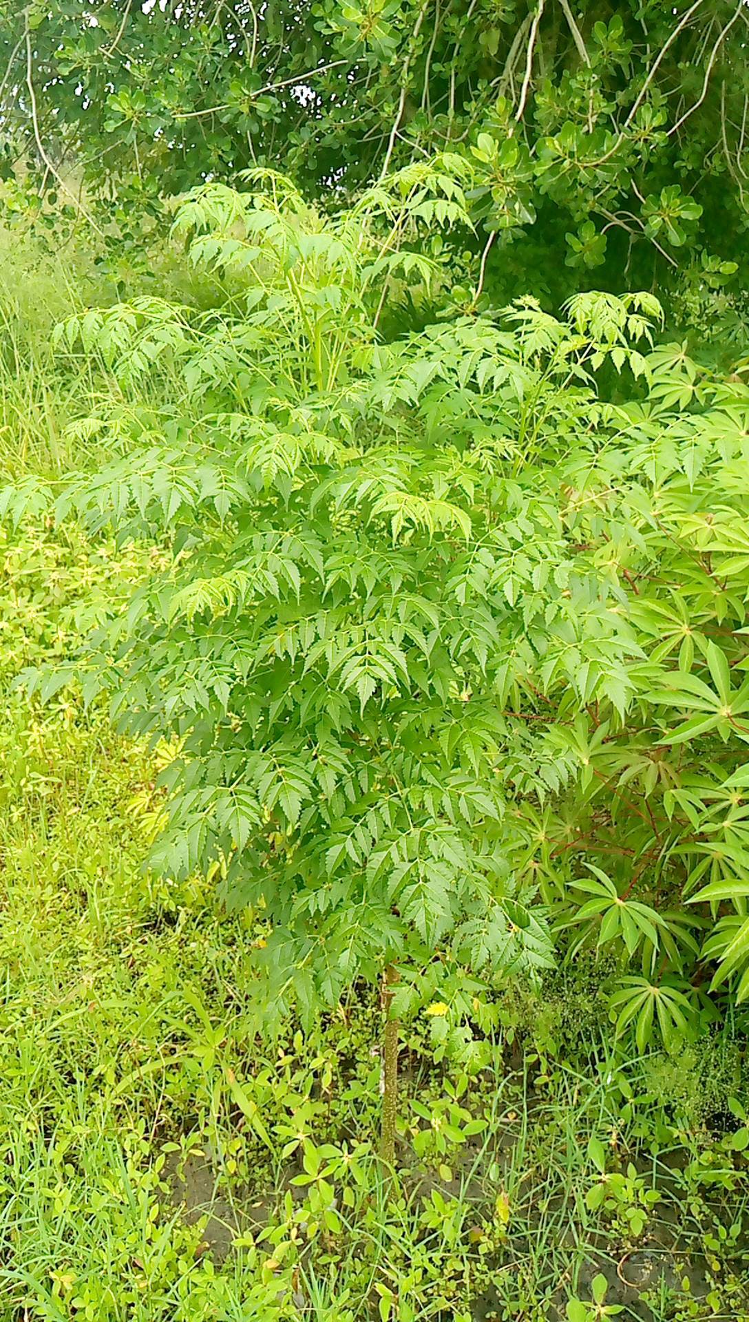tree